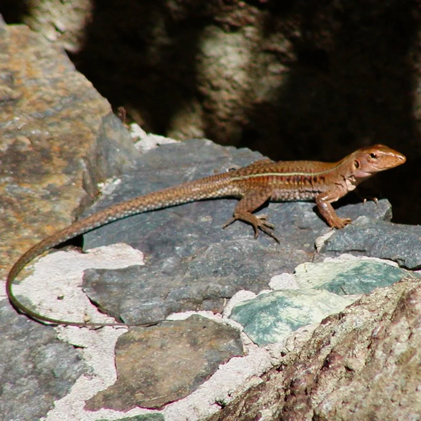 A common ameiva ground lizard (Ameiva exsul) sitting on rocks in the Virgin Islands