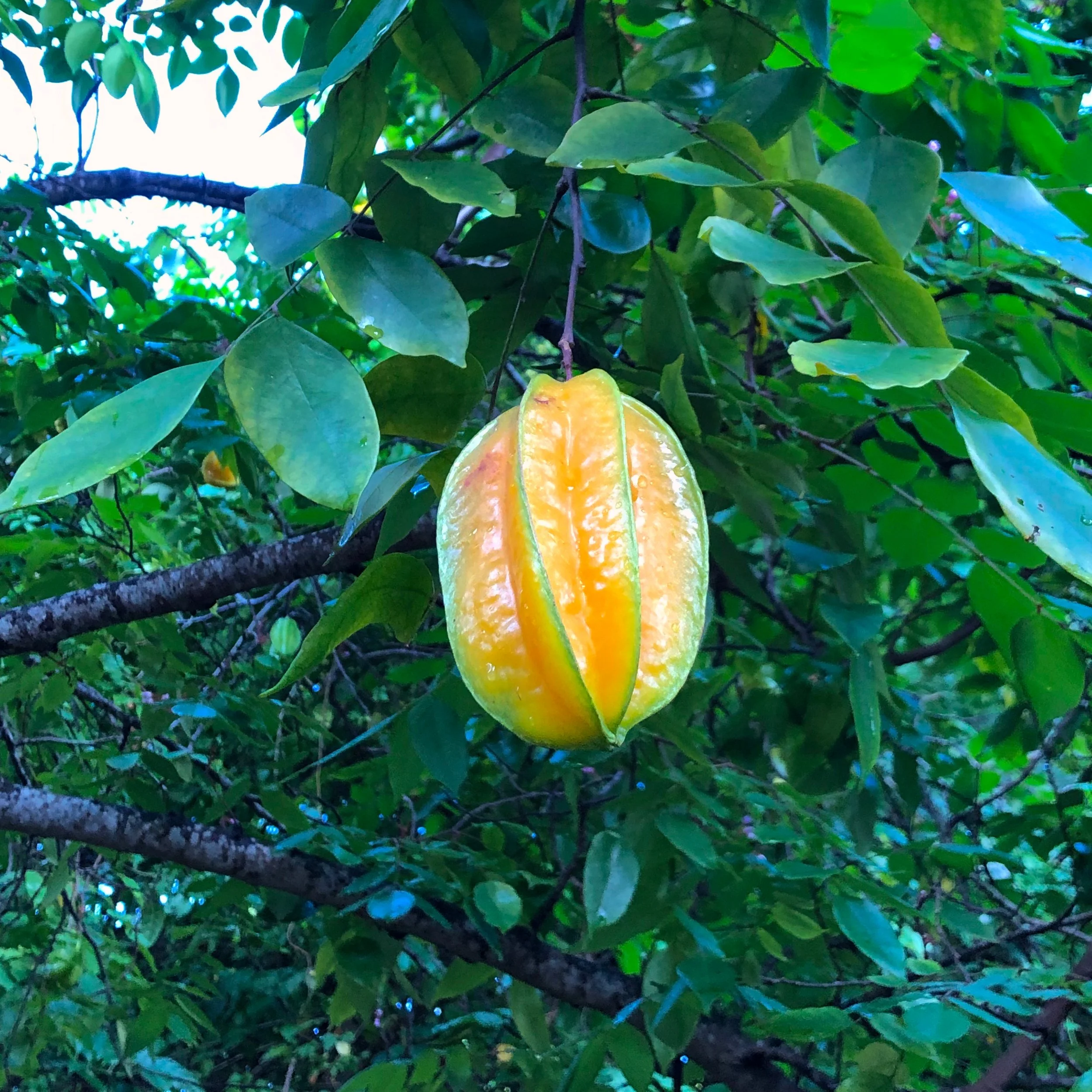 A picture of a ripe star fruit hanging in a carambola (Averrhoa carambola) tree in the U.S. Virgin Islands