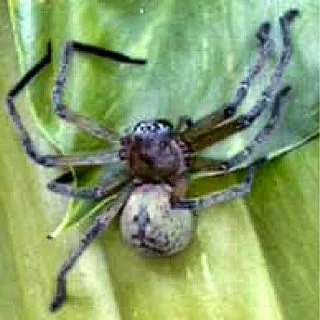 Close-up of a giant crab spider (Olios giganteus) on a green leaf in the U.S. Virgin Islands