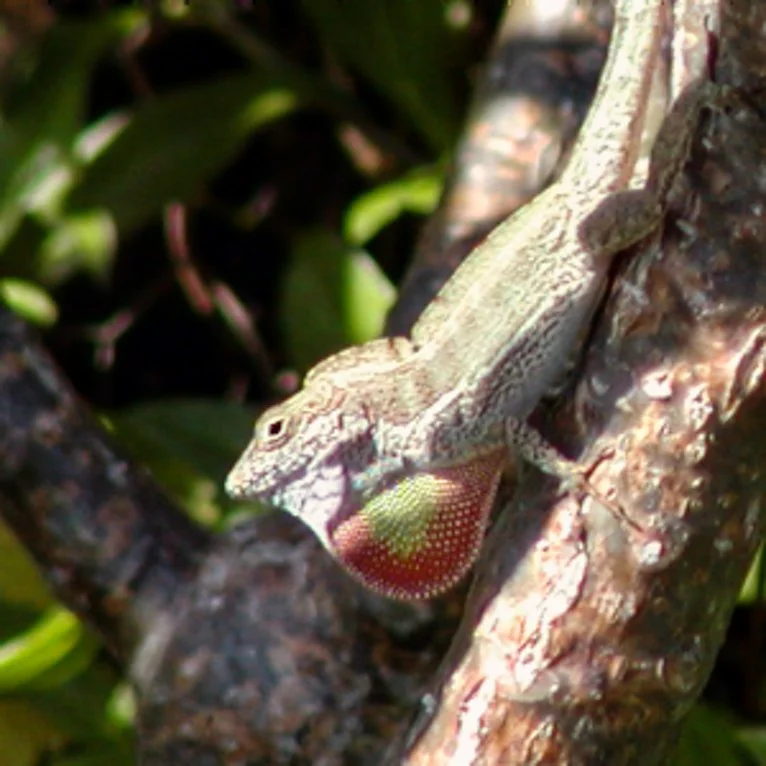 A crested anole (Anolis cristatellus) extending a colorful dewlap on a tree branch in the U.S. Virgin Islands