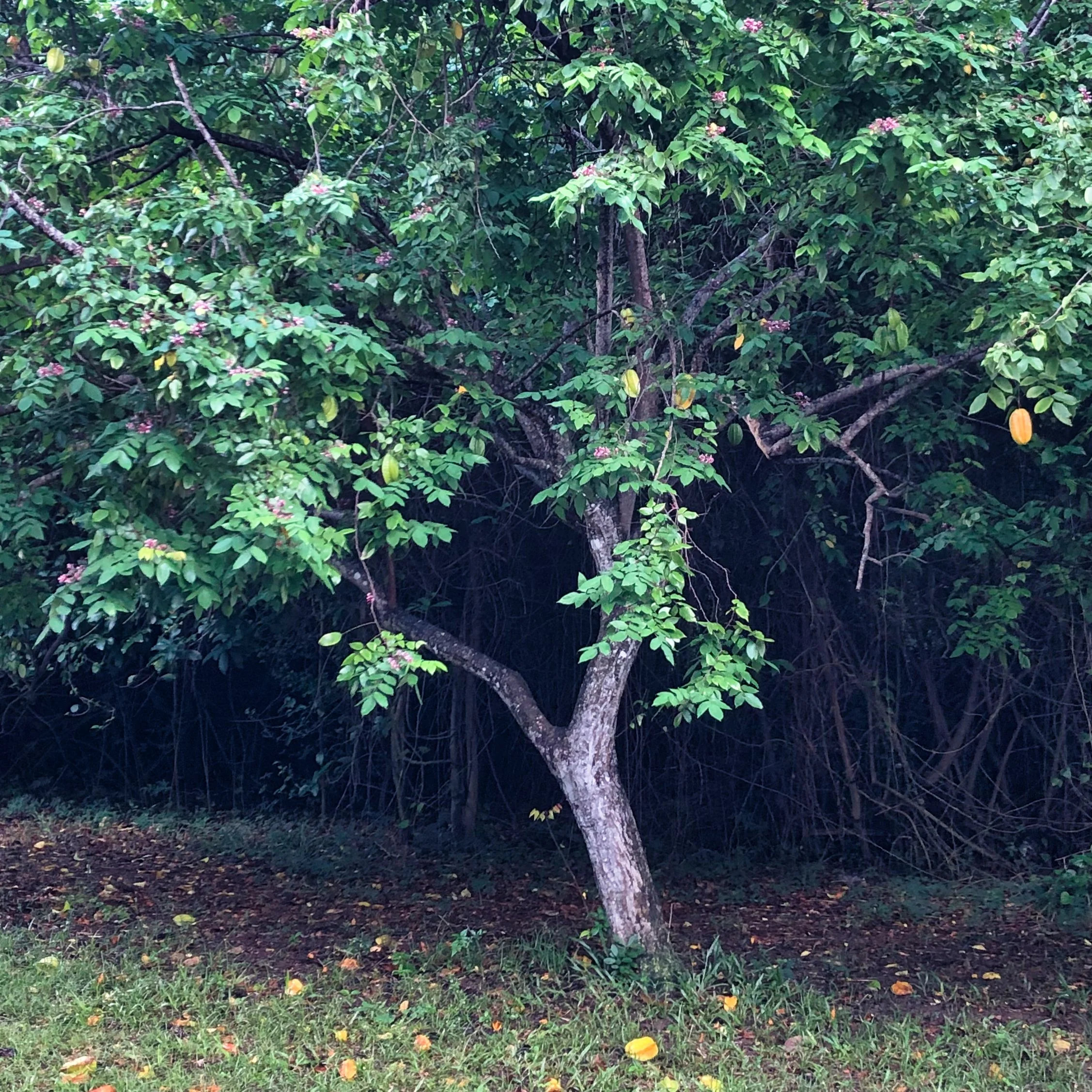 A carambola tree (Averrohao carambola) tree bearing yellow-orange star fruit in the U.S. Virgin Islands