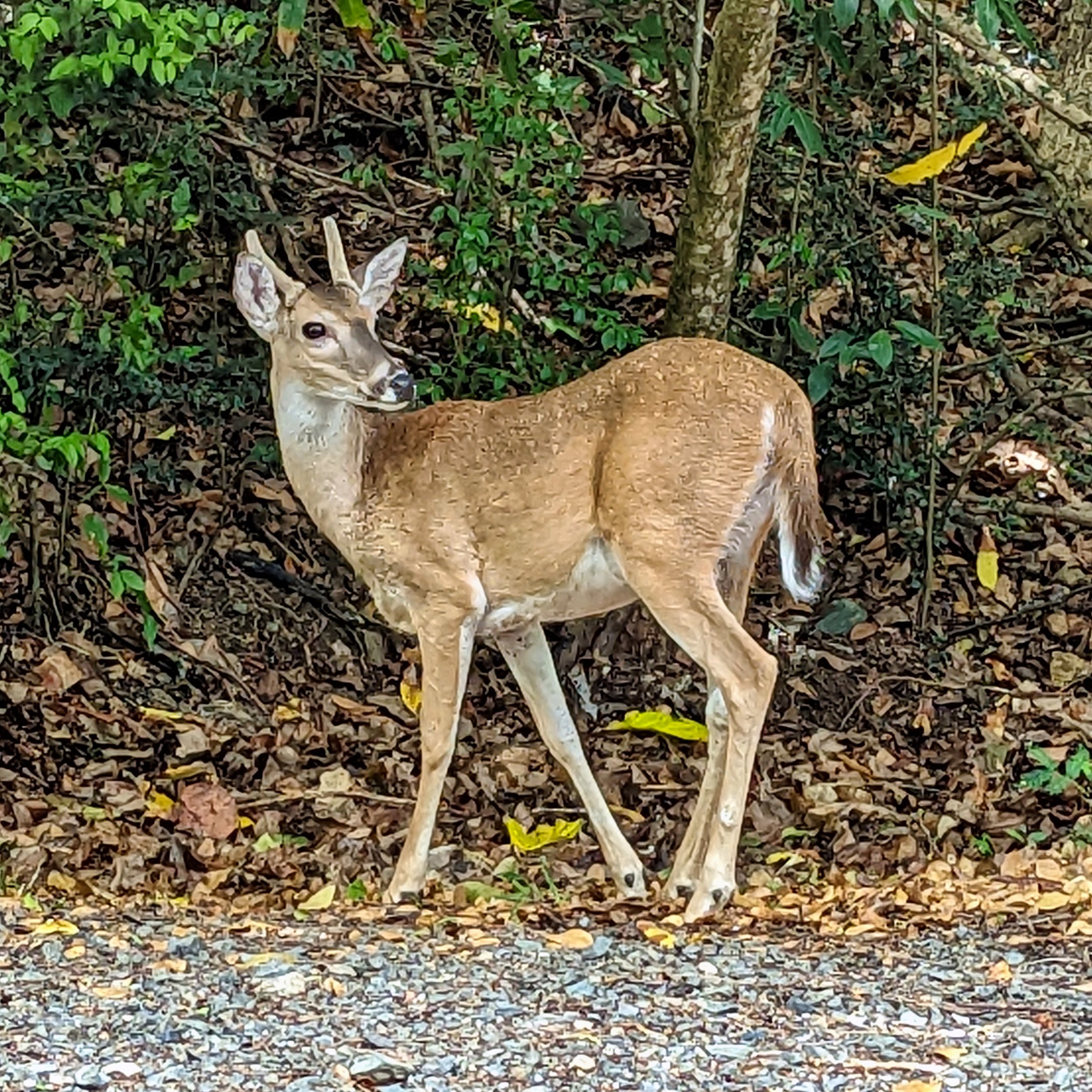 White-tailed deer (Odocoileus virginianus) buck standing on the side of a path in the U.S. Virgin Islands