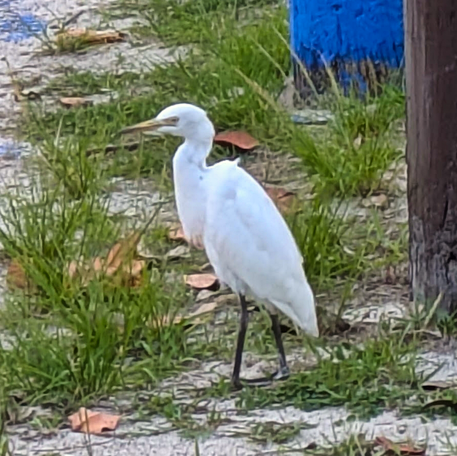 A cattle egret (Bubulcus ibis) displaying its typical white non-breeding plumage and dark colored feet and legs in the U.S. Virgin Islands.