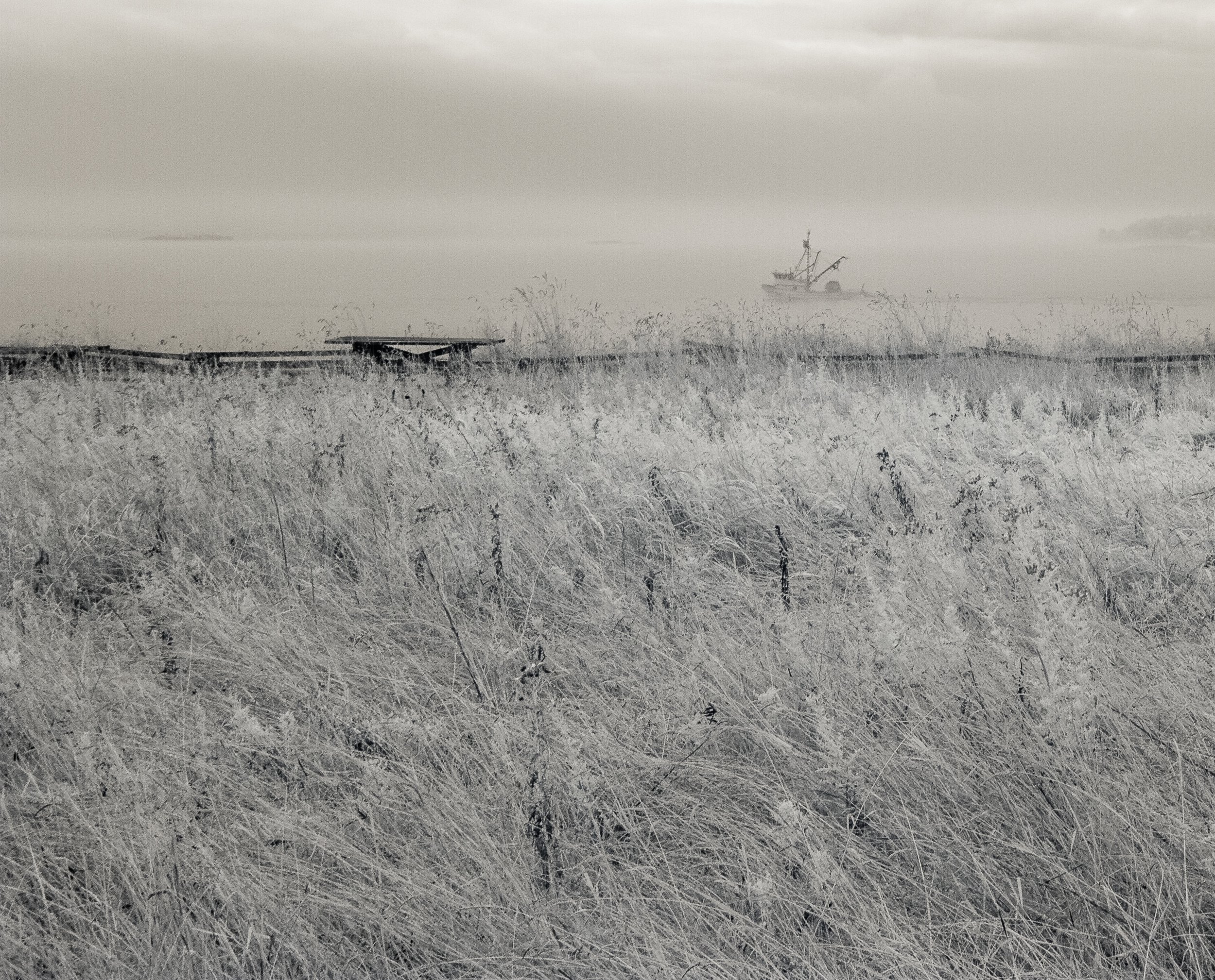 Grass-7.jpg