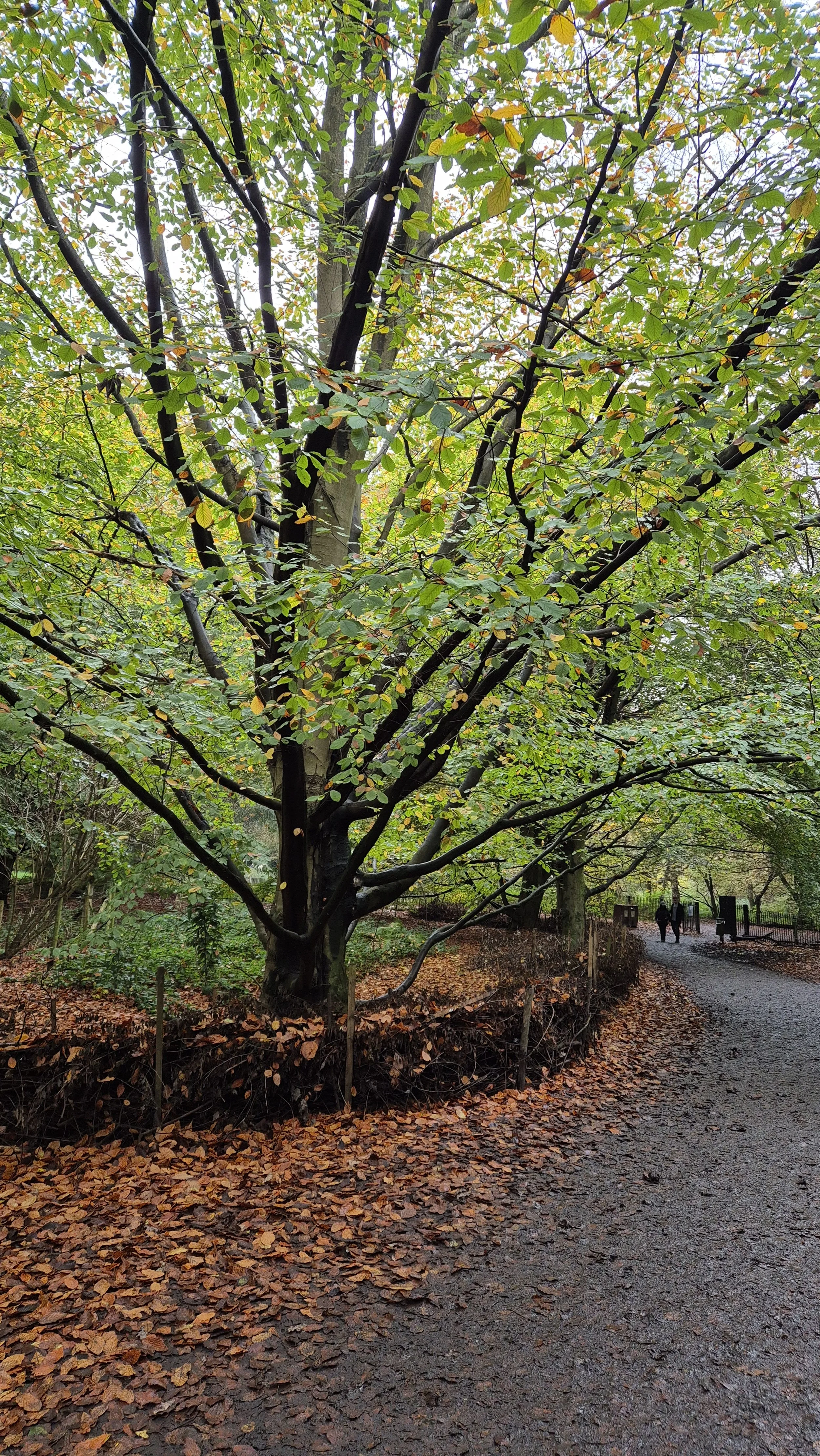 A large tree with green leaves on a paved walking path in a park during fall, with fallen leaves on the ground and two people walking in the distance.