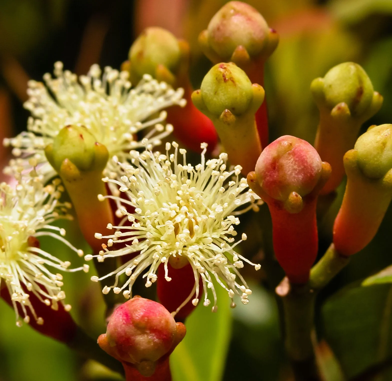 Clove Bud Essential Oil 