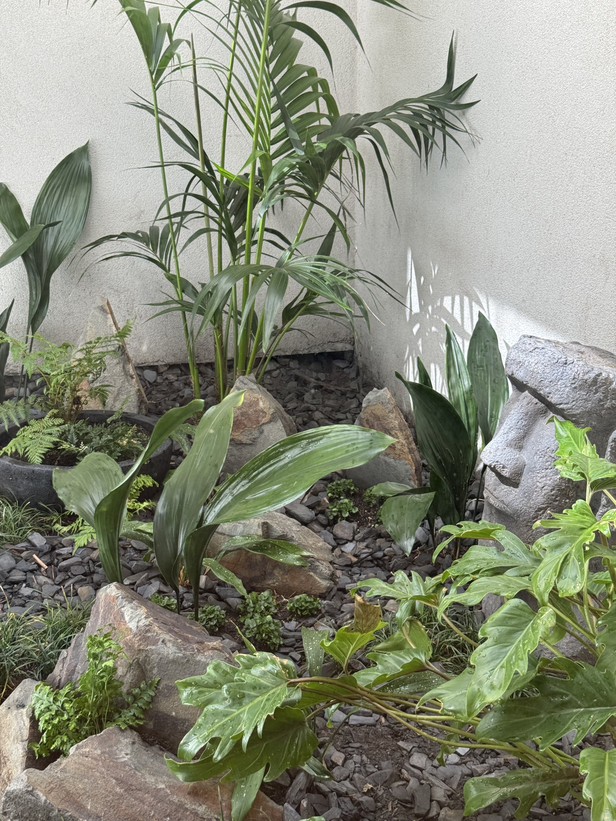 Indoor garden with various green plants and rocks against a white wall.
