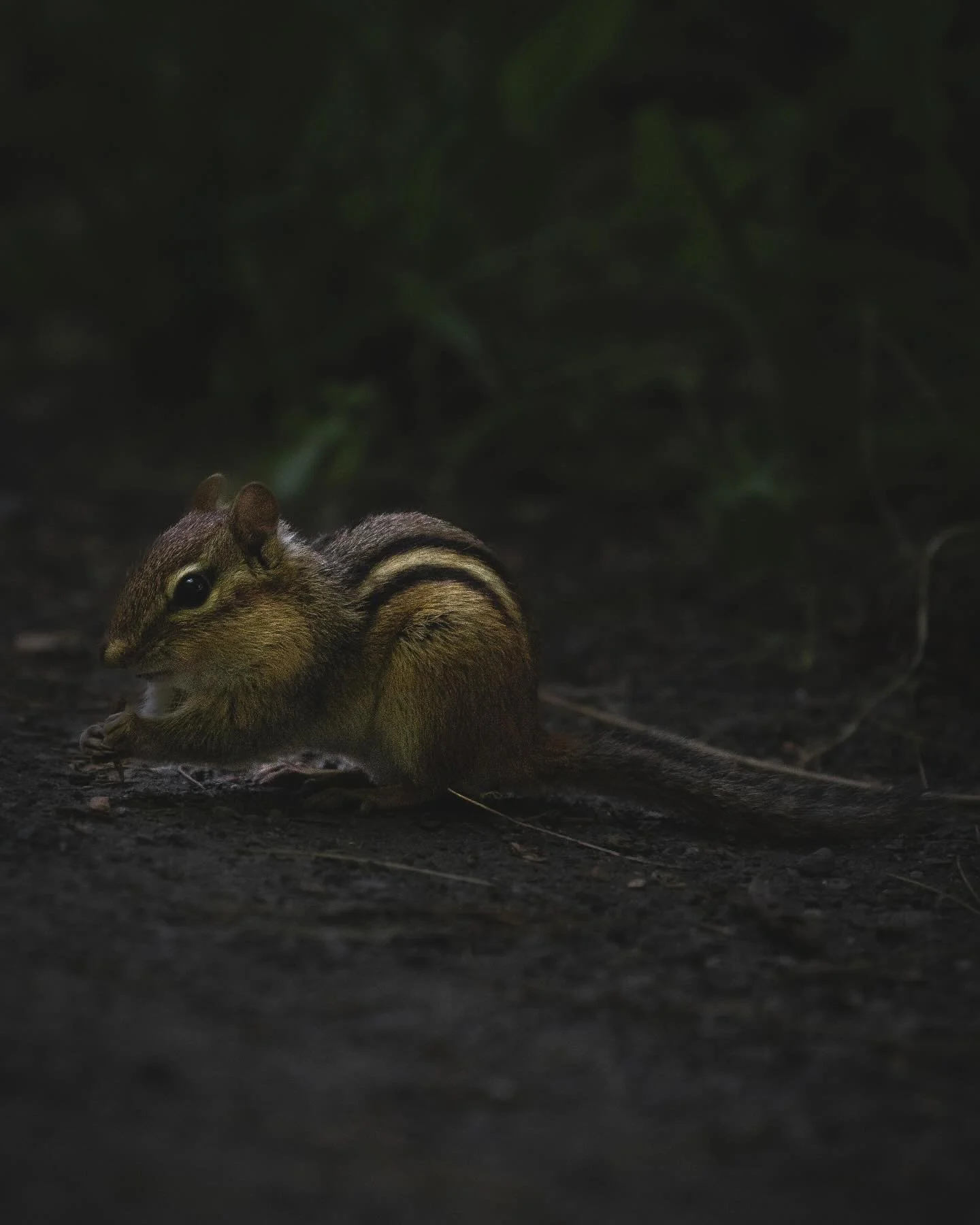 || #nature #naturephotography #animals || #sony #sonyalpha #sonya6400 #sonyphotography #sonyimages || #photography #photo