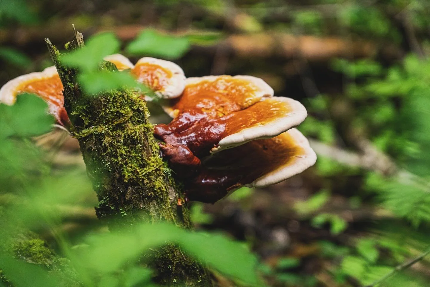 Spores || #fungi #mushrooms #forest #forestphotography #antique #vintage || #sony #sonyalpha #sonya6400 #sonyphotography #sonyimages || #photography #photo
#retro