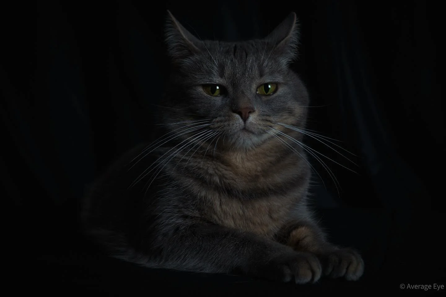 Regal || #feline #felinefun #catlife #catsofinstagram #instacat #catstagram || #sony #sonyalphasclub #sonyalpha6000