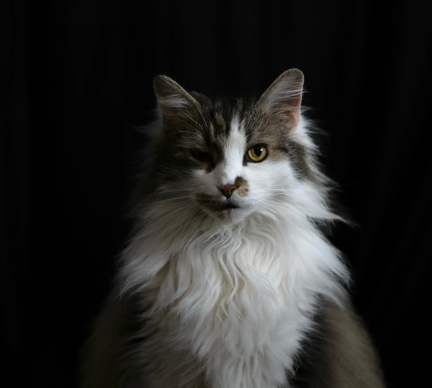 Soft fur, sharp gaze — a study in light and shadow. || #photography #photooftheday #portraitphotography  #SonyAlpha #a6400 #moodygrams #instagood #bestoftheday
#cat #cats #catsofinstagram #catstagram #catlover #instacat #catlife #catoftheday #p