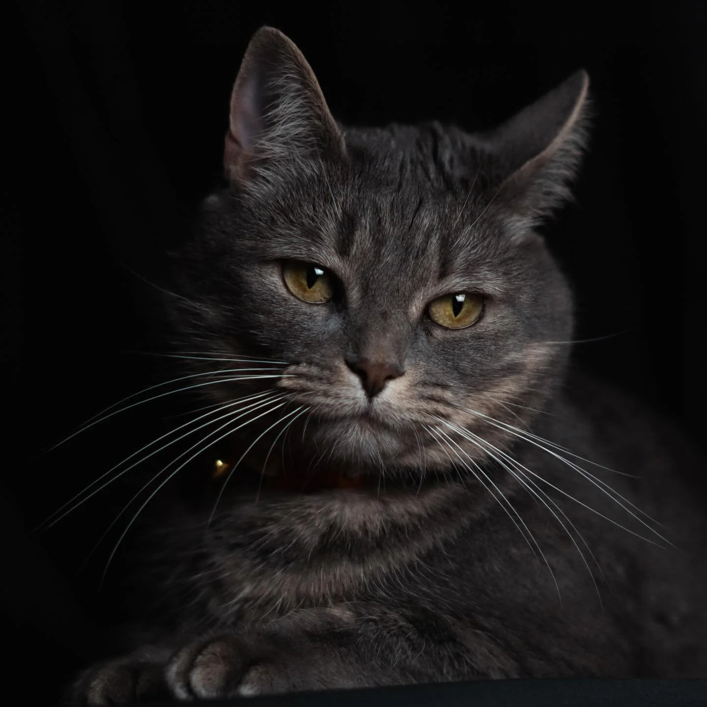 A Purfect Subject || #cat #cats #cats_of_instagram  #sony #followme #sonyphotogallery #portrait