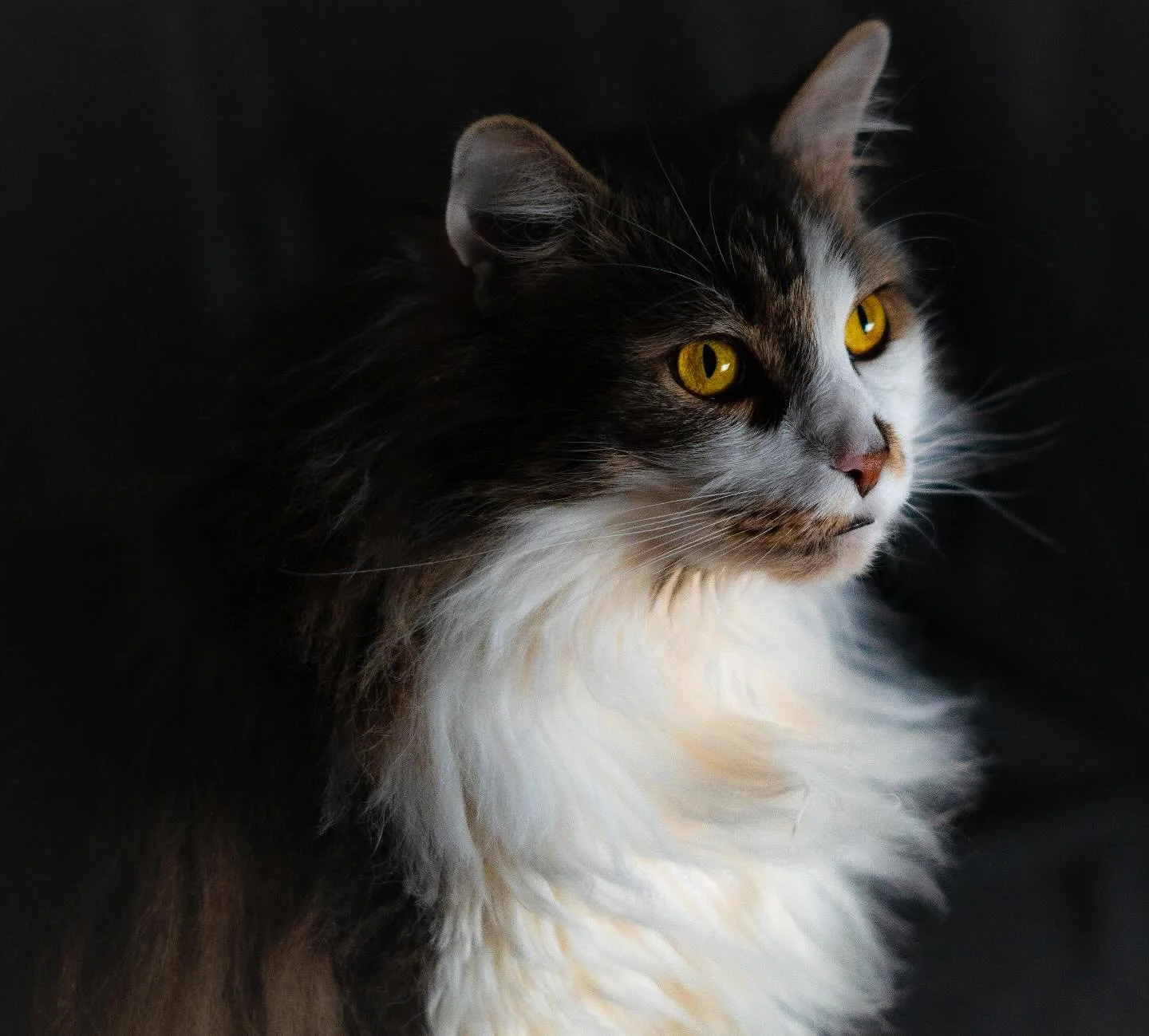 Majestic. || #cat #cats #cats_of_instagram #catsofinstagram #sony #sonyalphasclub #sonycreativespace