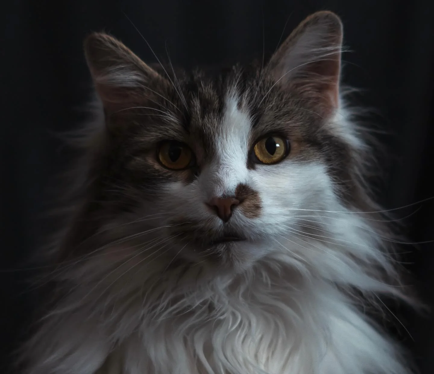 Golden eyes, midnight thoughts. || #cats #cats_of_instagram #portrait #sonyalpha #petsofinstagram