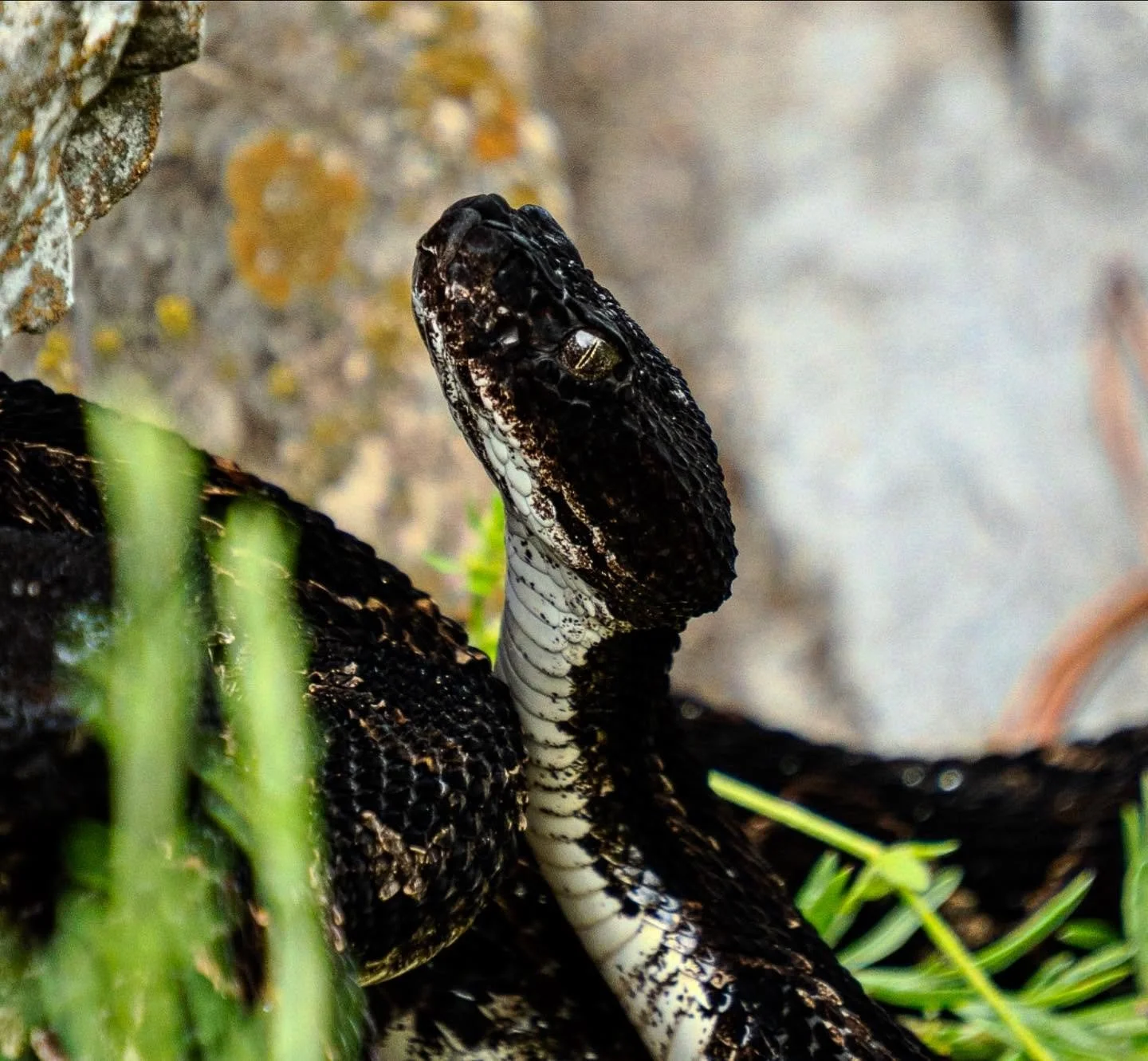 I’m a snake 🐍 || #nationalparks #shenandoah || #snakes #rattlesnake || #sony #sonya7iv
