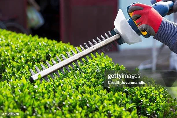 Close-up of a person trimming a dense, green hedge with an electric hedge trimmer in garden.