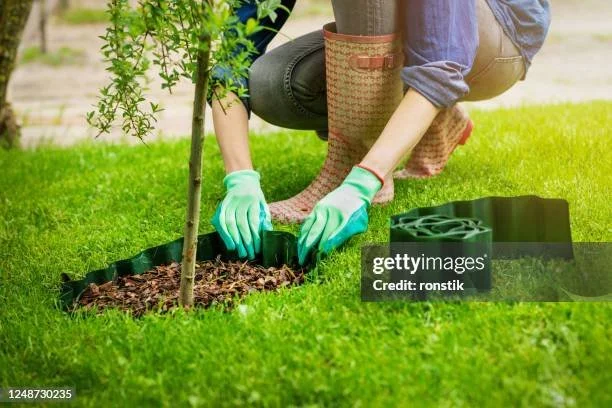 Person planting a young tree in a garden, using gloves and a tree root protector.