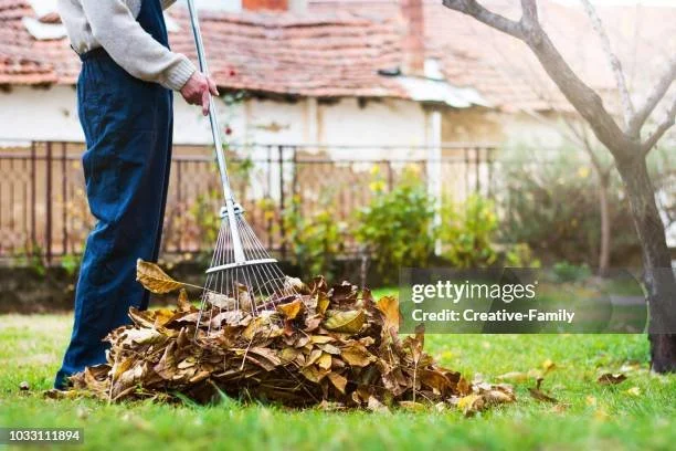 Person raking fallen leaves into a pile in their yard during autumn.