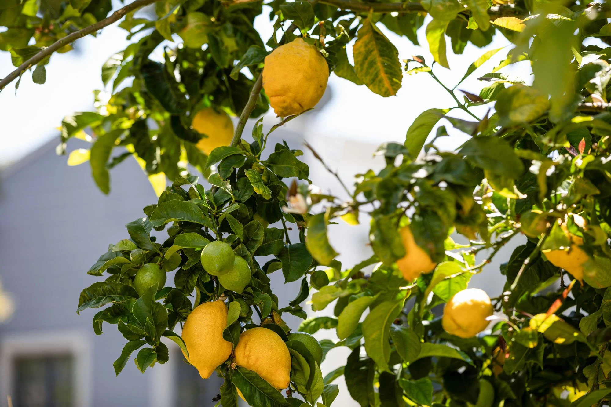 Close-up of a lush lemon tree with ripe yellow citrus fruit growing in a sunny residential backyard garden.