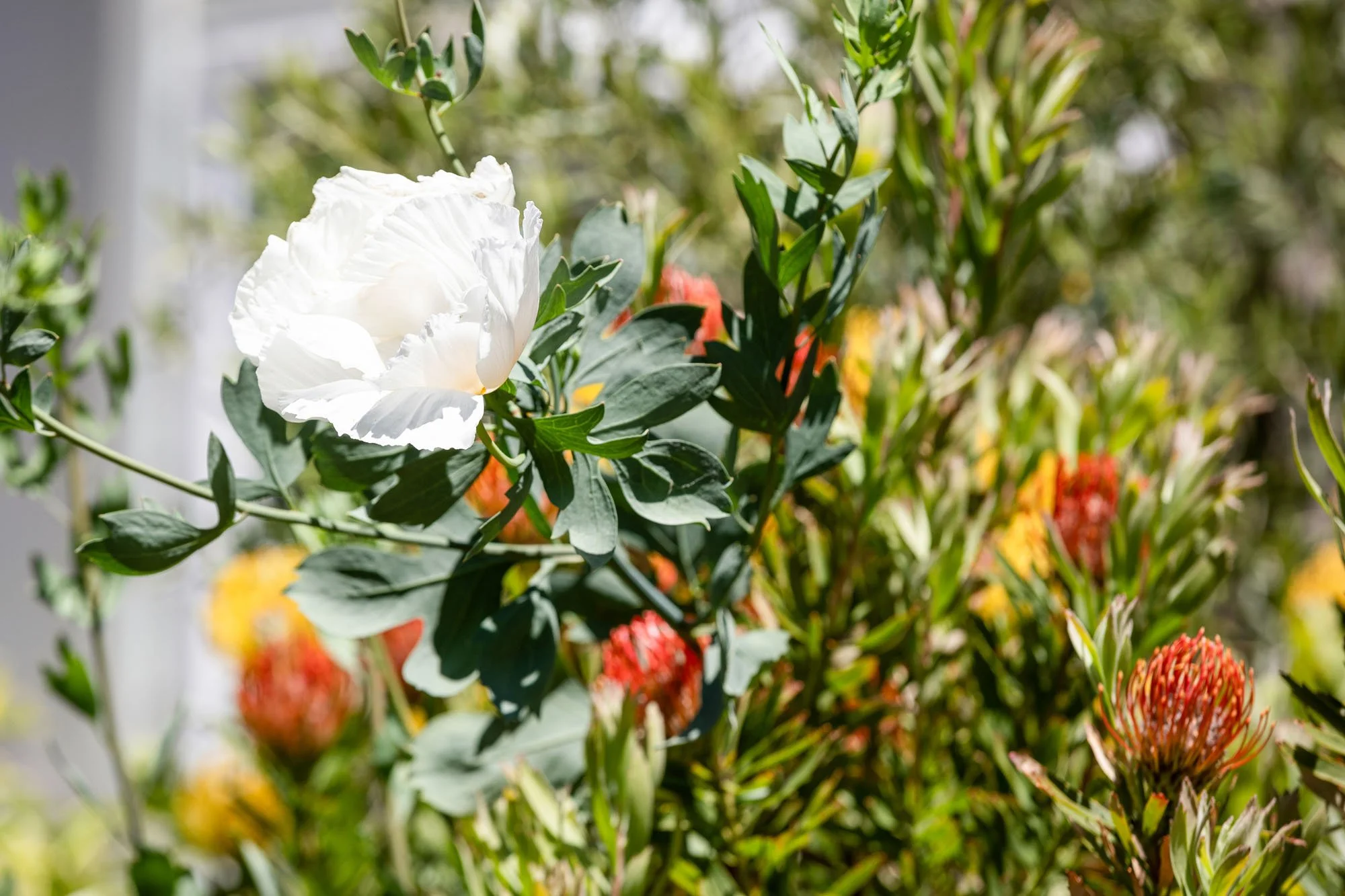 Detail shot of a white Matilija poppy (Fried Egg Poppy) blooming alongside orange pincushion protea in a backyard landscape.