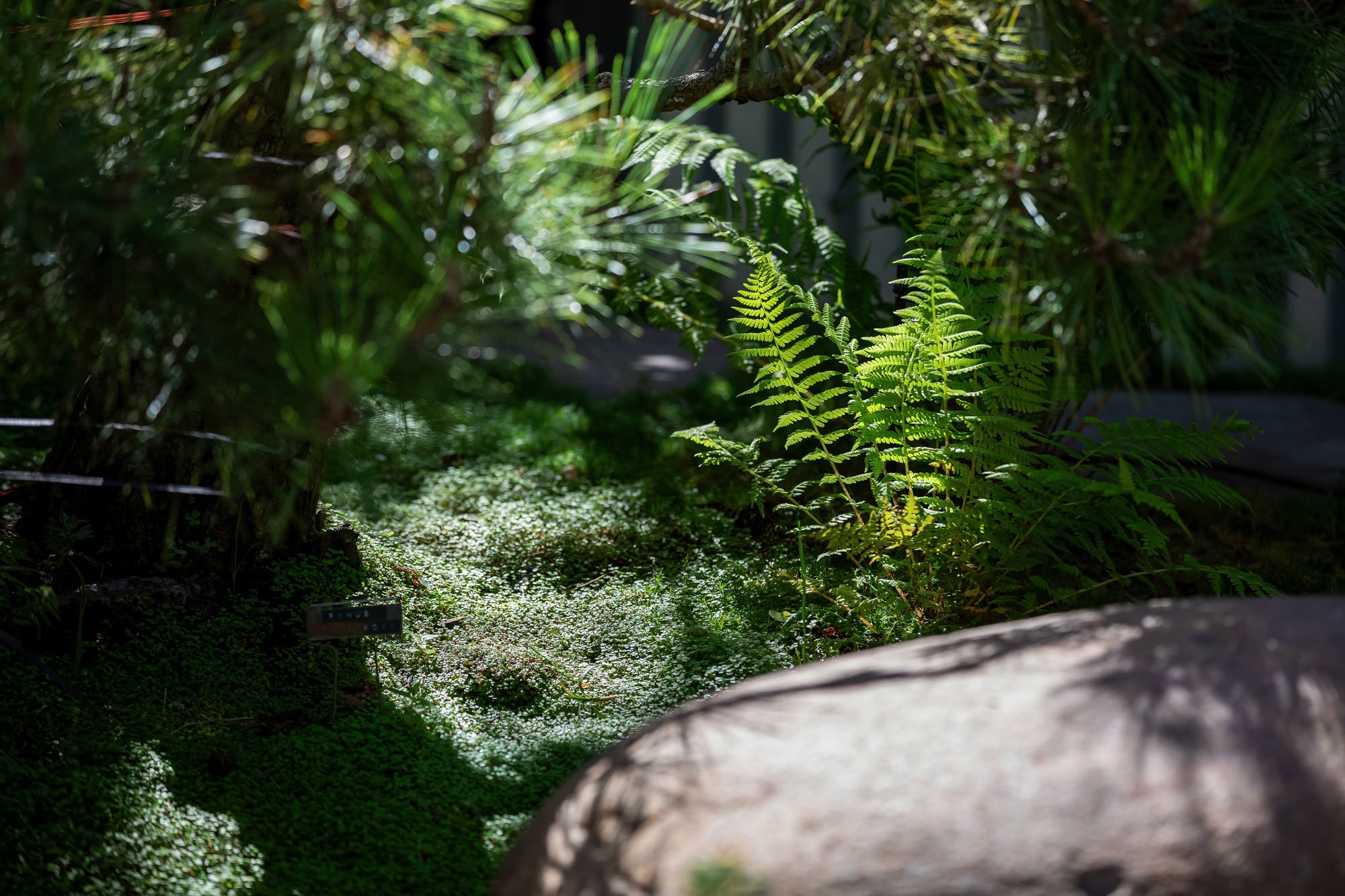 A serene garden detail showing sunlight filtering through a Japanese Maple and ferns, highlighting the mossy ground cover and natural rock accents.