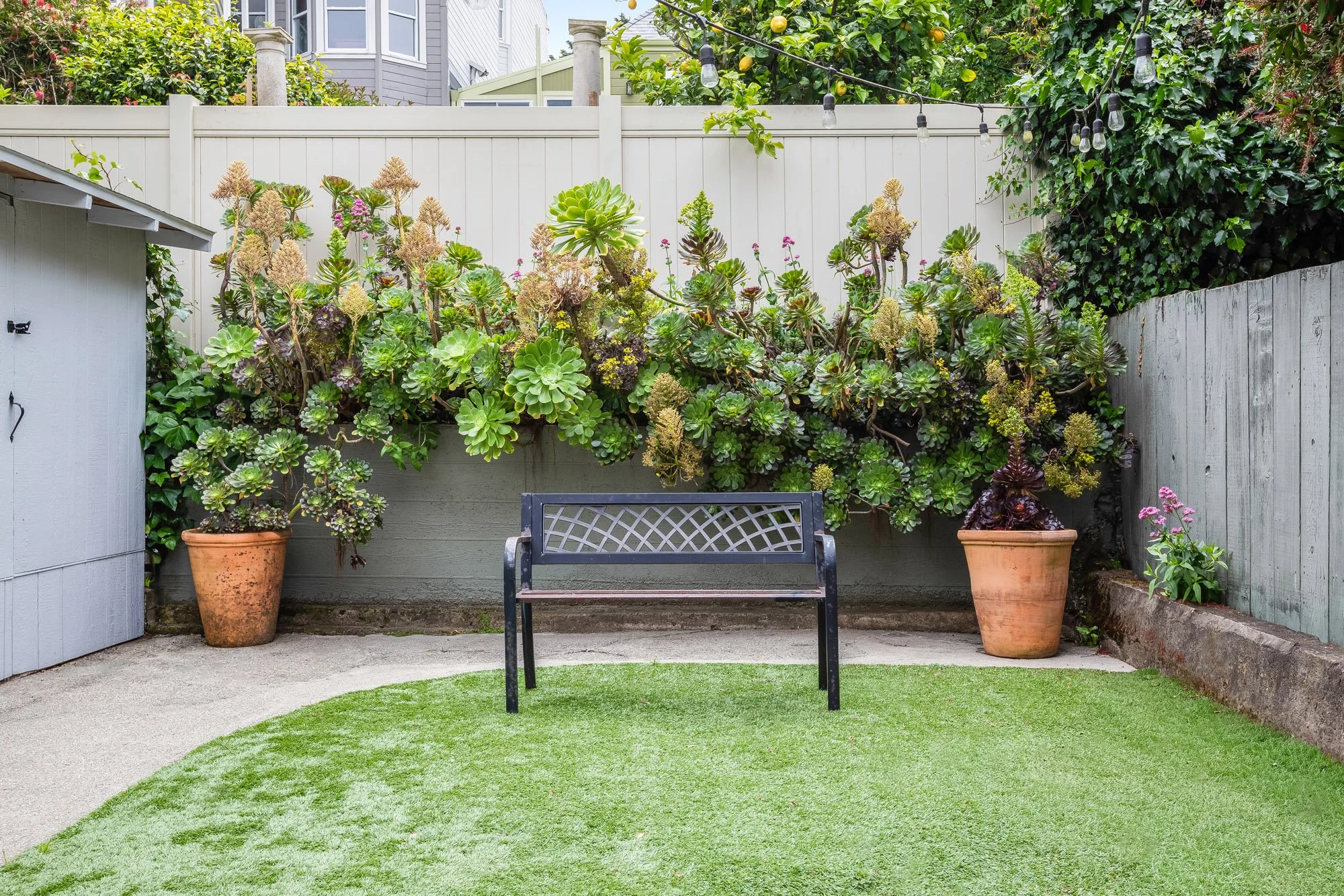 Mature aeonium and succulent garden wall with iron bench and terracotta planters on artificial turf lawn at 4545 18th Street San Francisco TIC — private rear garden with string lights and lemon tree overhead