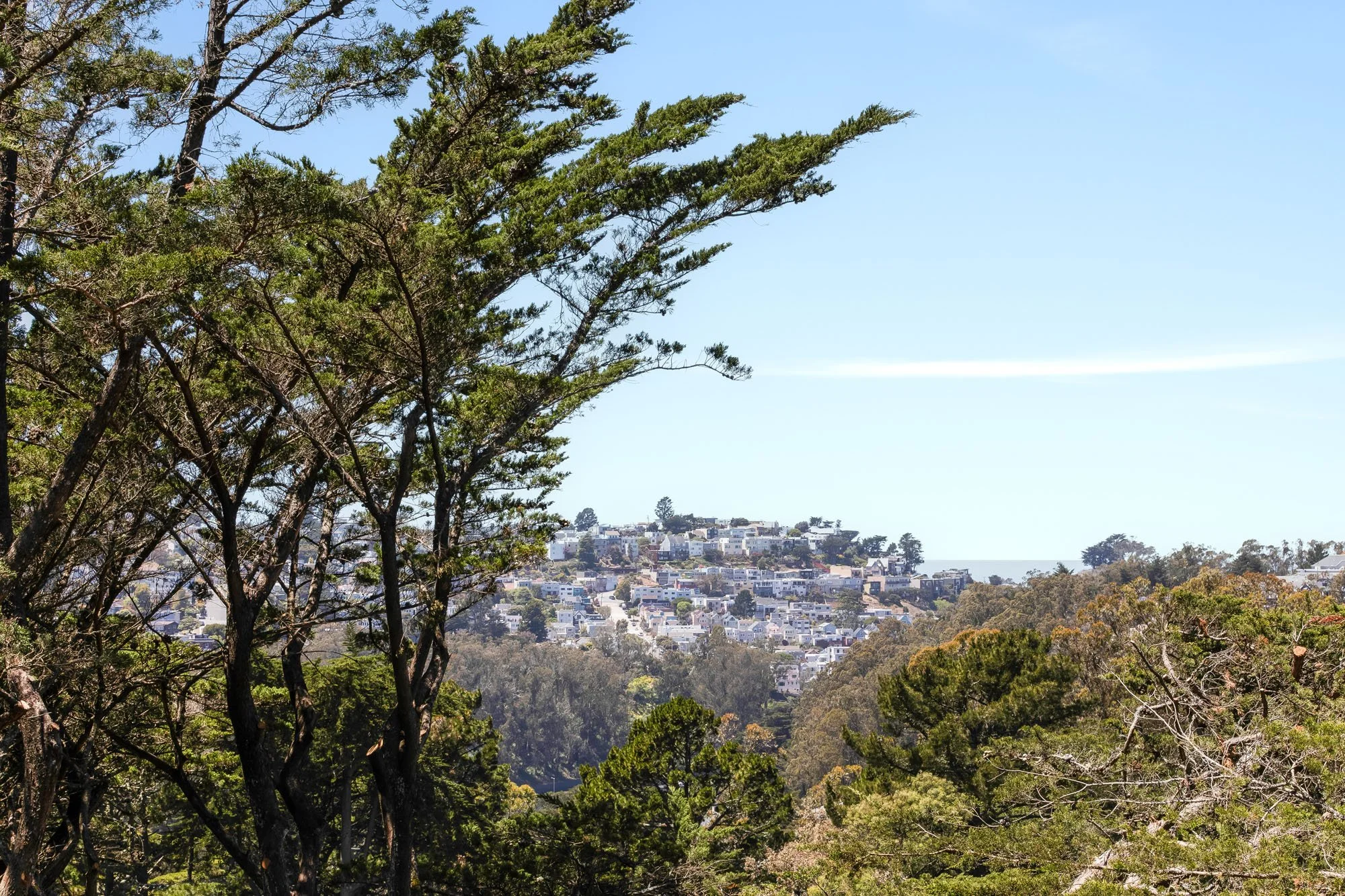A scenic view framed by tall cypress trees looking out over a hillside of San Francisco homes toward the distant blue horizon of the ocean.