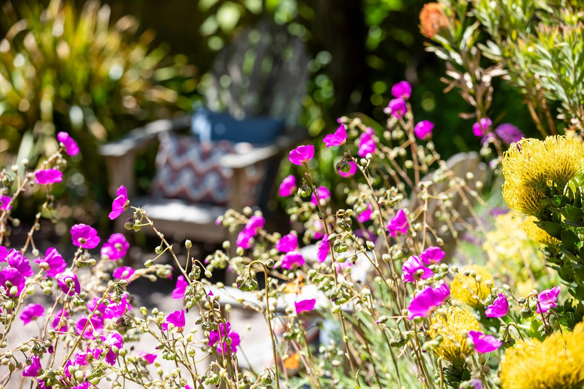 Close-up of vibrant pink Rock Rose flowers in a sun-drenched garden with a blurred wooden chair and yellow Leucospermum in the background.