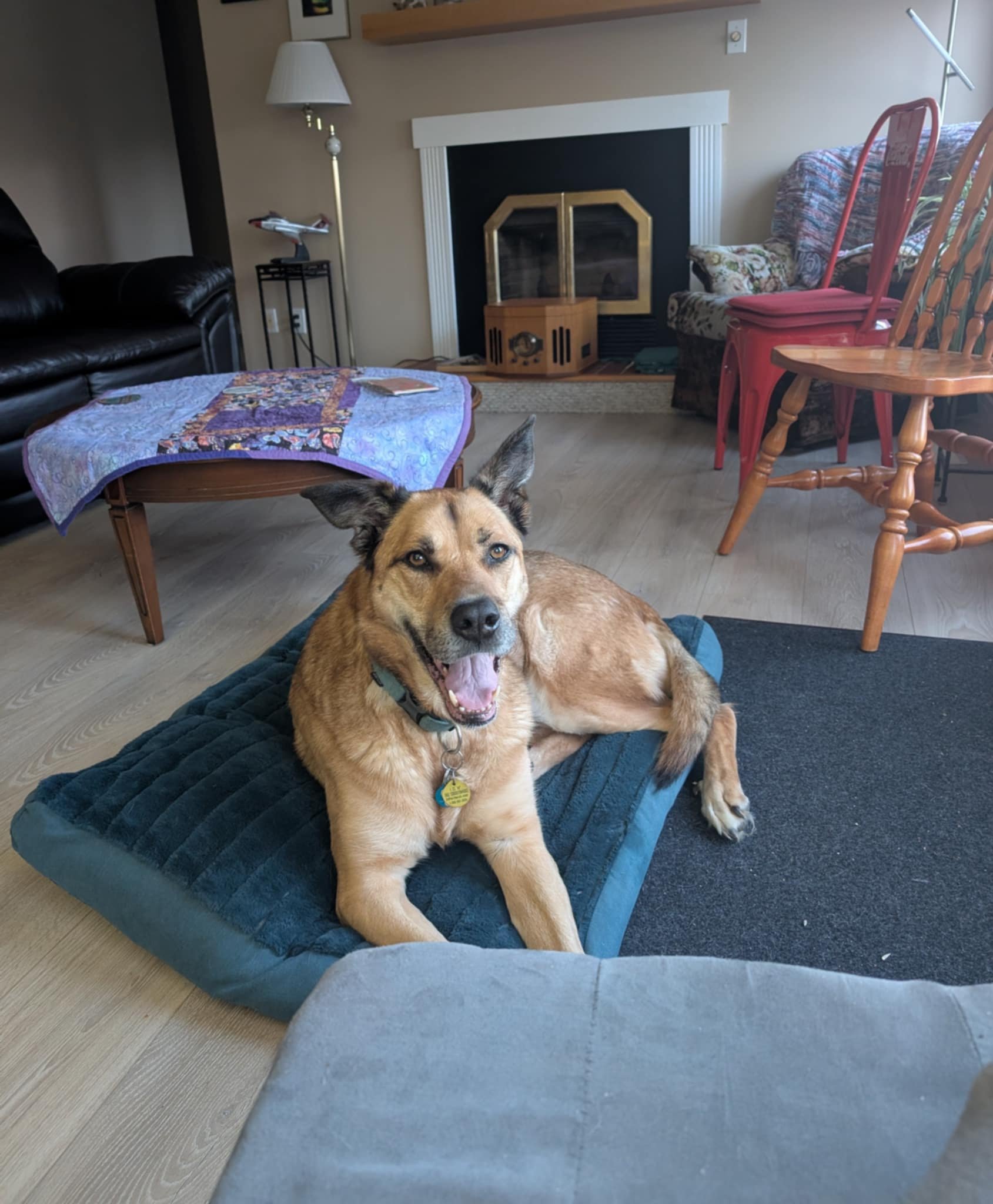 A happy dog lying on a cushion on a living room floor with a fireplace and wooden chairs in the background.