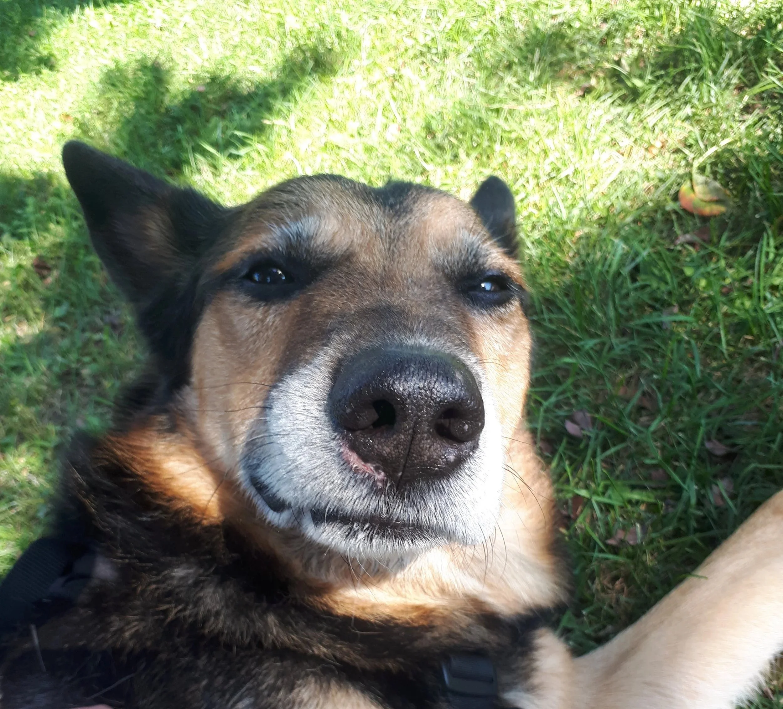 Close-up of a happy dog lying on the grass, with a relaxed expression and sunlight casting a shadow on part of its face.