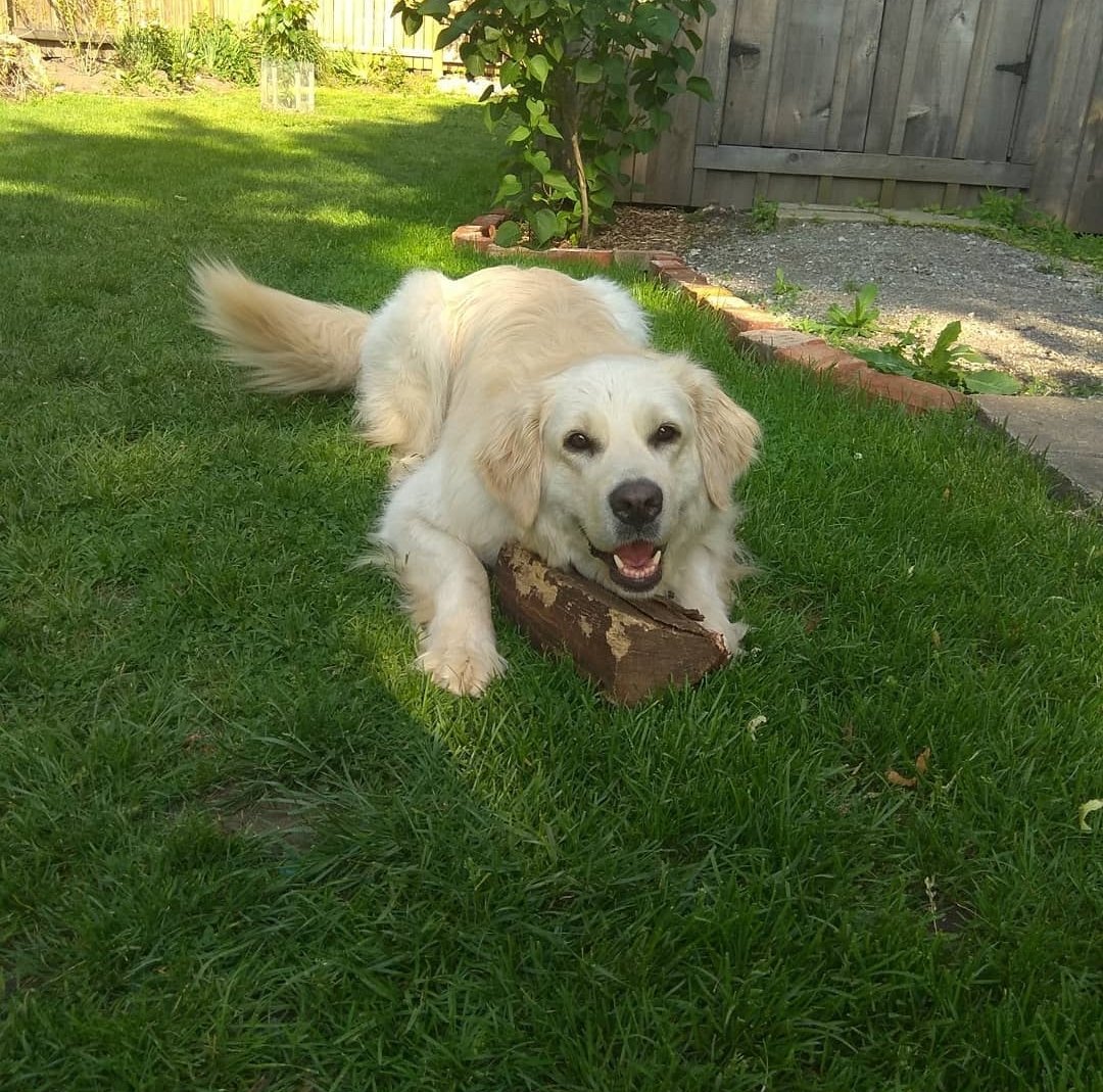 A happy golden retriever laying on the grass with a chew toy in its mouth in a backyard.