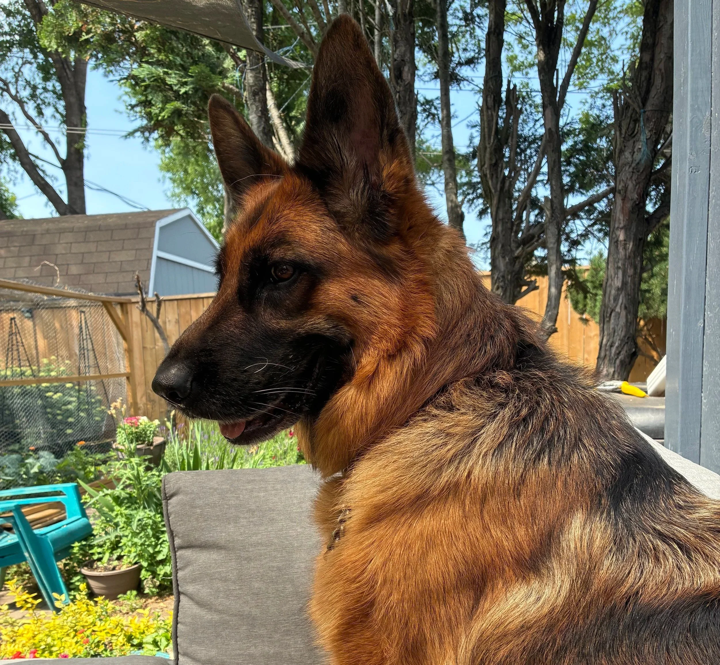 A German Shepherd dog sitting outdoors in a backyard, looking to the side with ears perked up and mouth slightly open. The background shows trees, a wooden fence, and a garden with plants and potted flowers.