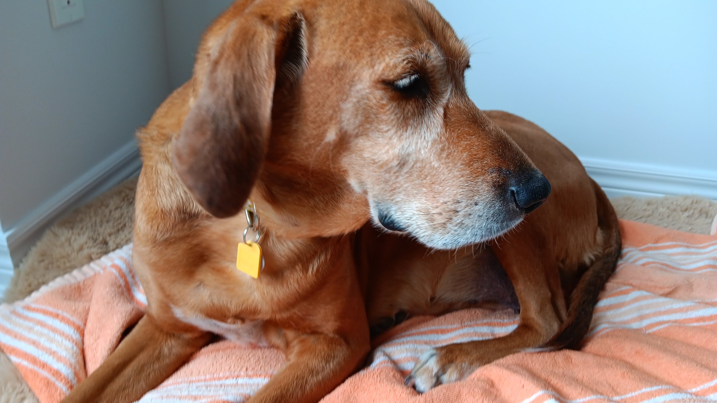 A brown dachshund dog with floppy ears lying on a striped orange and white towel indoors.