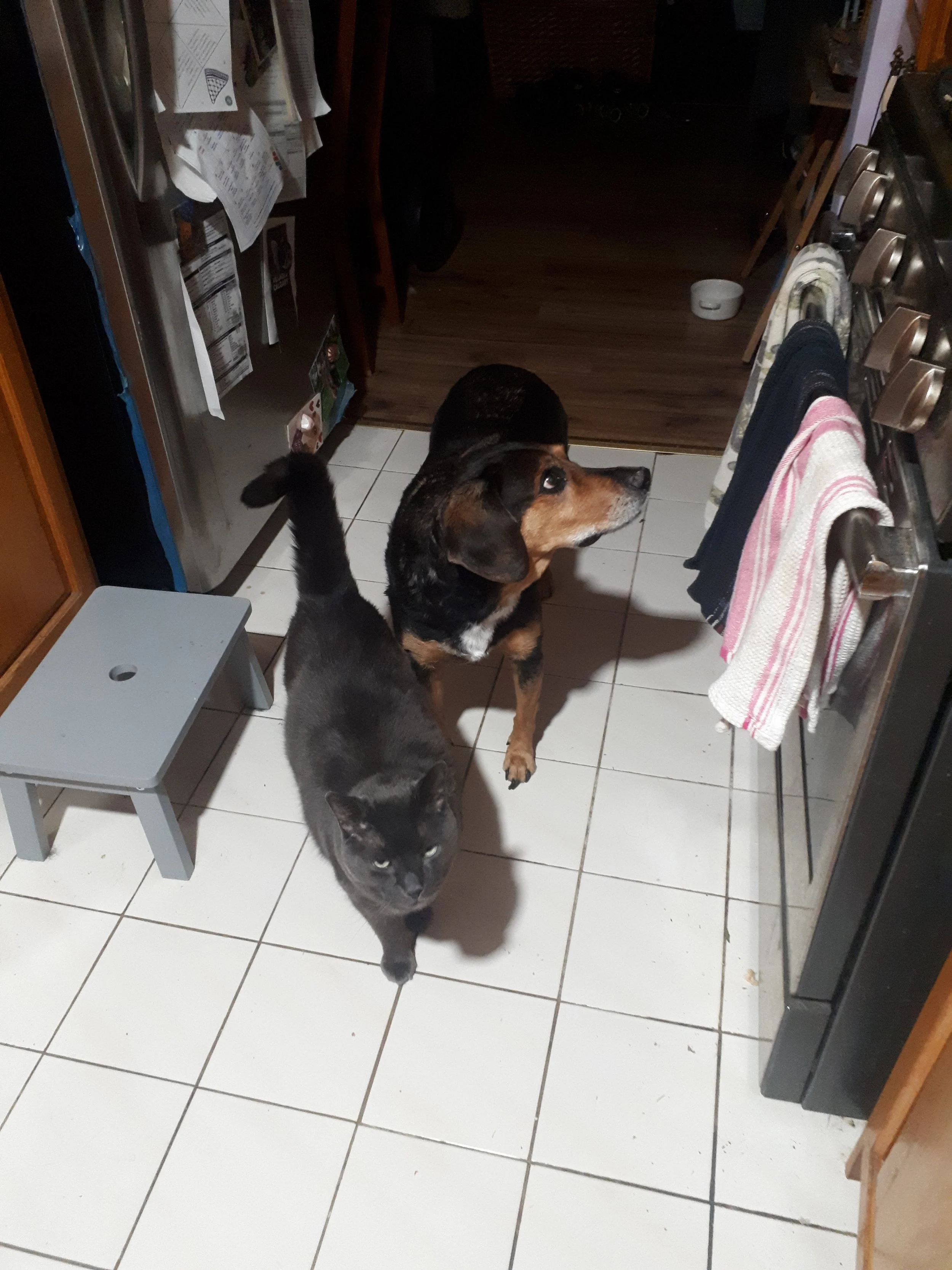 A gray cat and a black and brown dog in a kitchen, standing on white tiled floor near a stove and refrigerator.