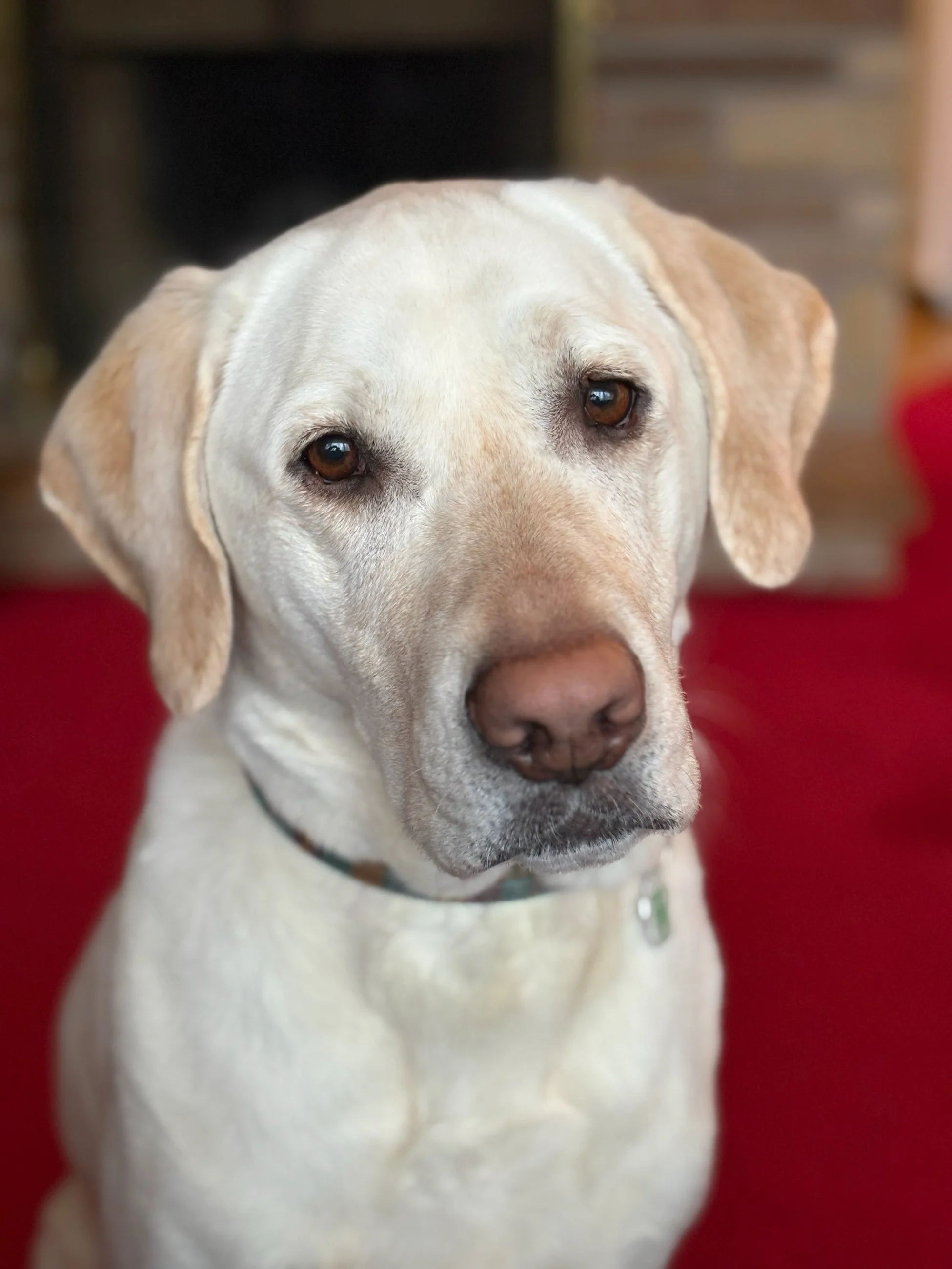 Close-up of a yellow Labrador Retriever with brown eyes sitting on a red carpet, indoors