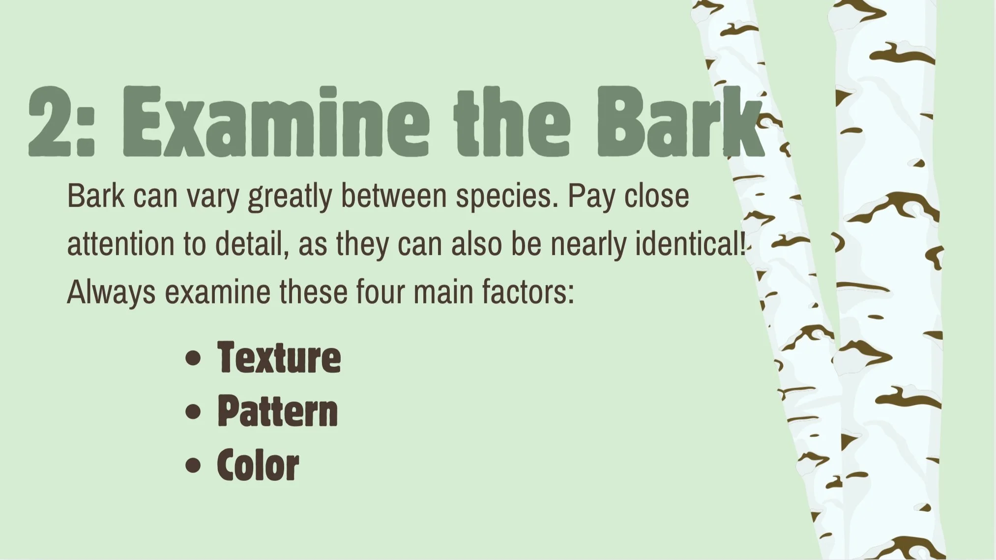 Second slide titled "Examine the Bark," with a background of birch trees, explaining how to analyze bark by looking at texture, pattern, and color.
