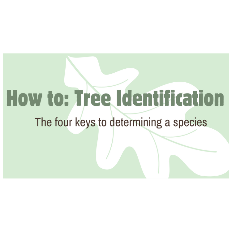 Portion of the Tree Identification slide set.
