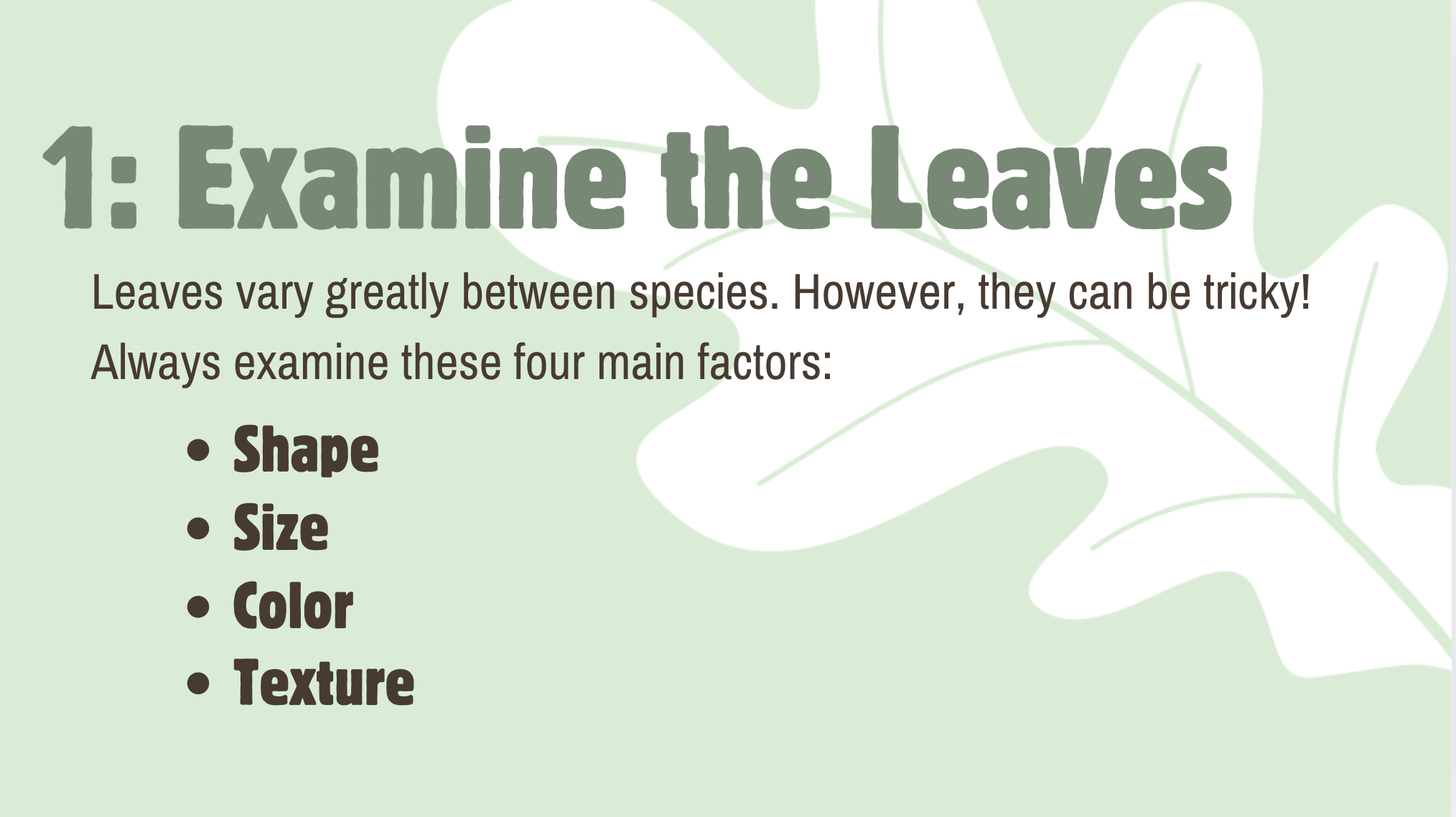 Slide one titled "Examine the Leaves." It is a step-by-step guide on examining leaves, titled '1: Examine the leaves,' with bullet points listing Shape, Size, Color, and Texture, on a background with light green leaves illustration.