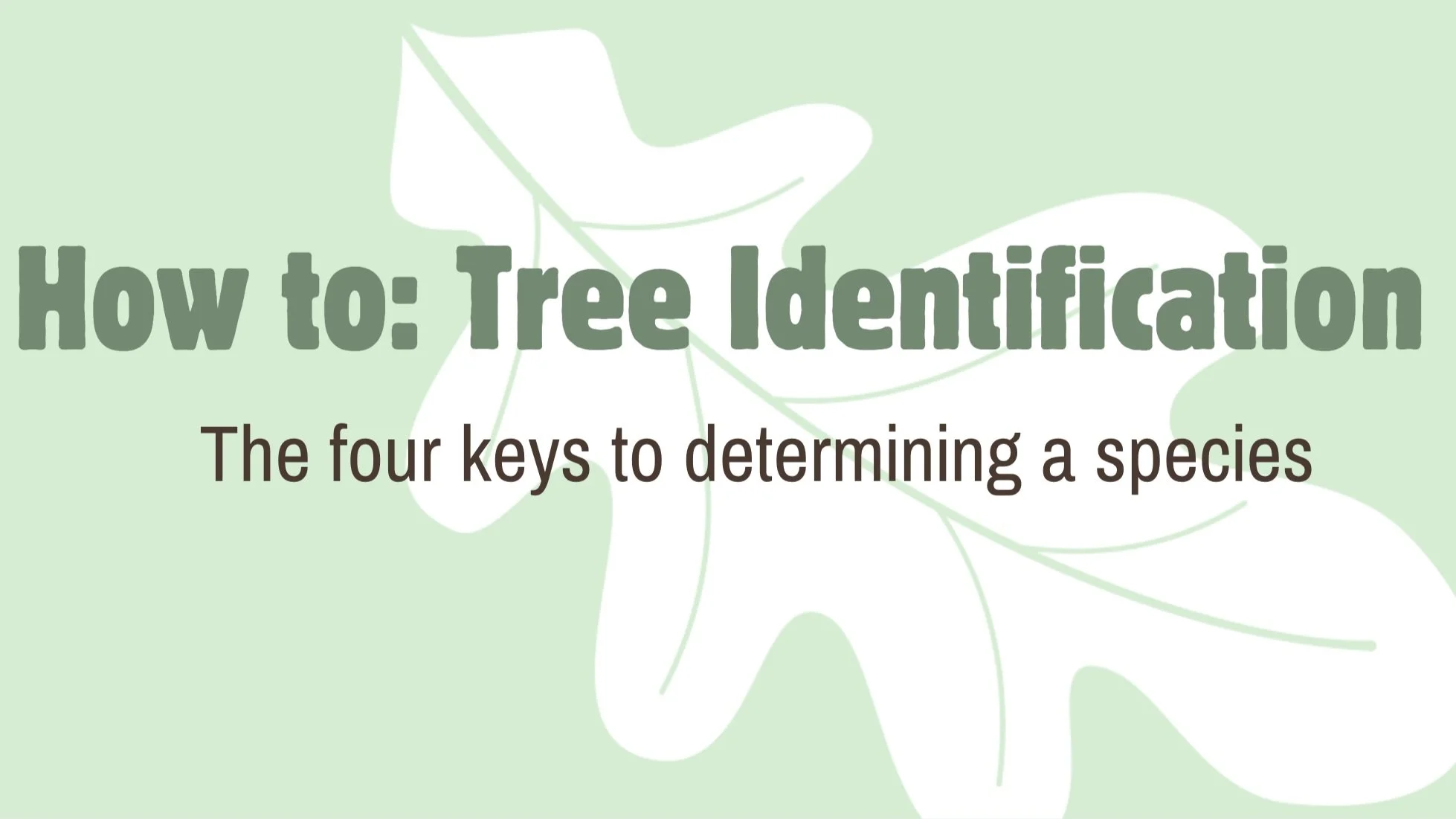 Title slide with green background and white leaf illustrations, reading 'How to: Tree Identification. The four keys to determining a species.'