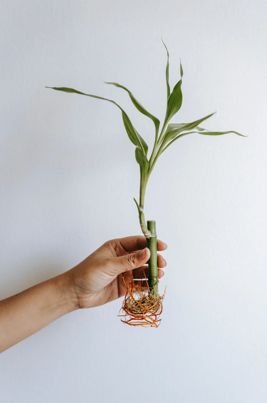 A hand holding a young potted green plant with roots against a plain white background.