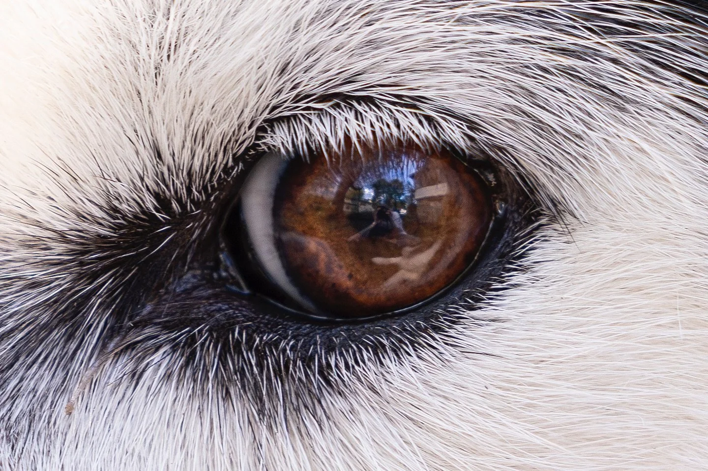 Undisputed favorite photo I took this summer&hellip;. last year, my precious husky koda got glaucoma and lost her right eye. in my &ldquo;study of the uncomfortably too close&rdquo; i was capturing the features that make her her, and was compelled to