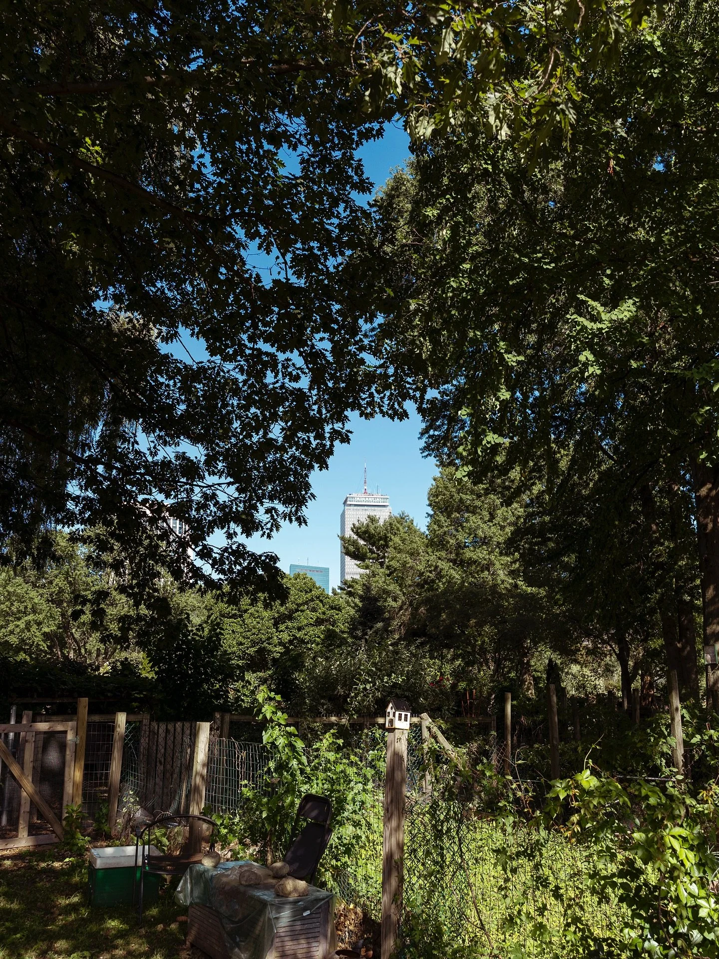 The Prudential from the Victory Gardens 🏢🌳 
-
#boston #massachusetts #bostonma #beautifulmassachusetts #newengland #city #photography #phototographer #canonr6 @canonusa