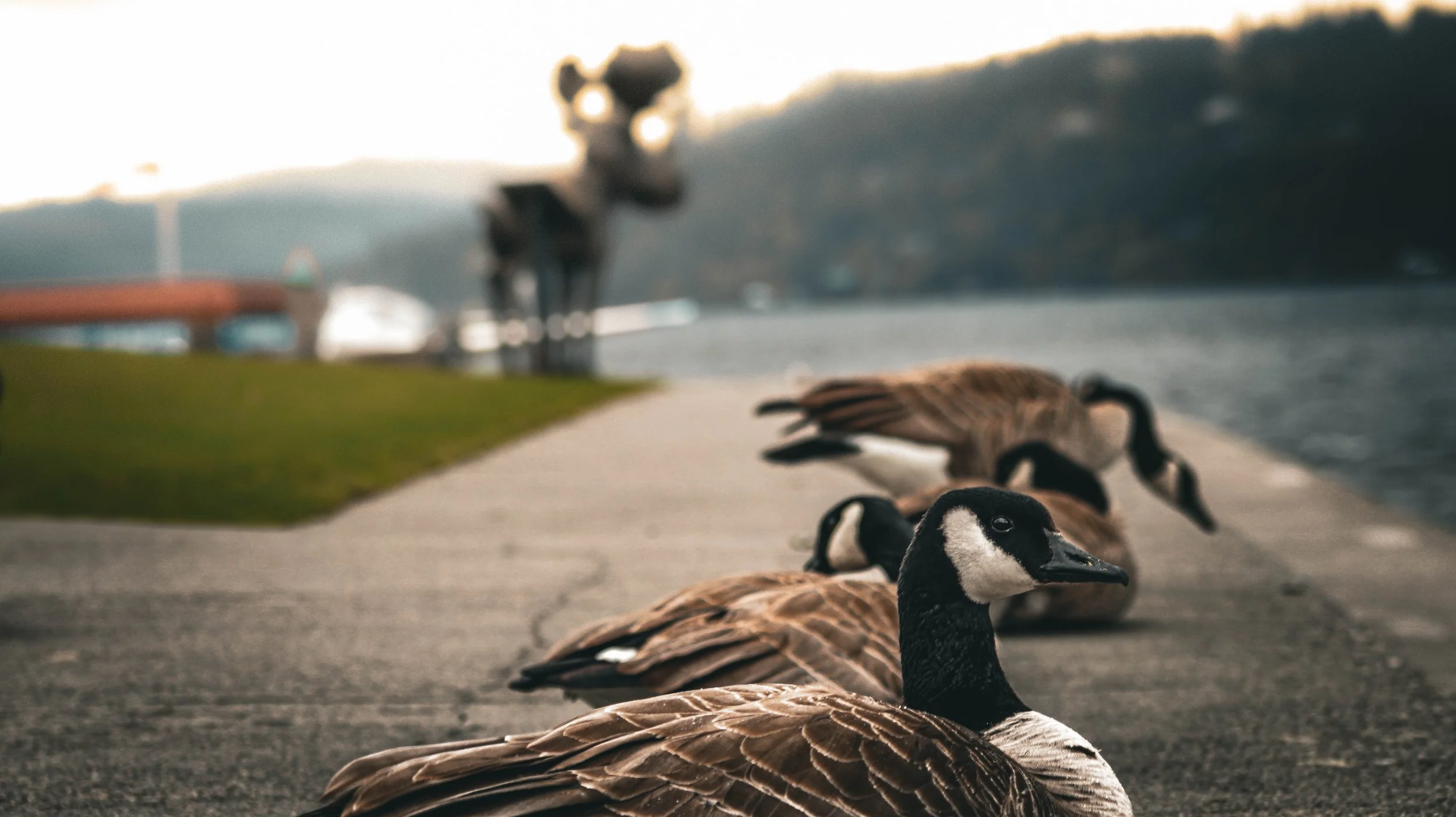 Group of ducks resting on a sidewalk near a body of water with hills in the background during sunset.