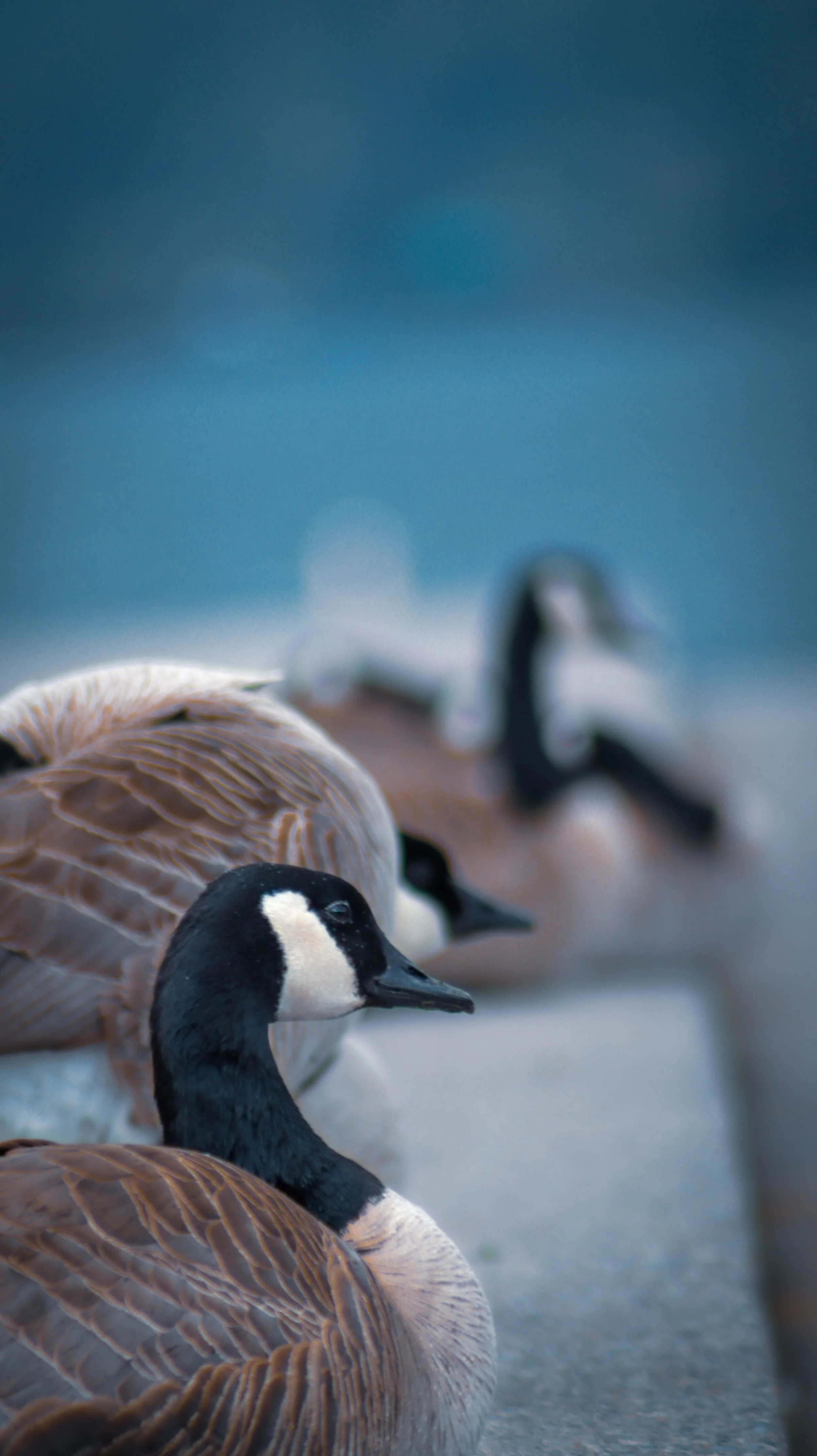 A group of Canada geese walking on a snowy surface with a blurred blue sky background.
