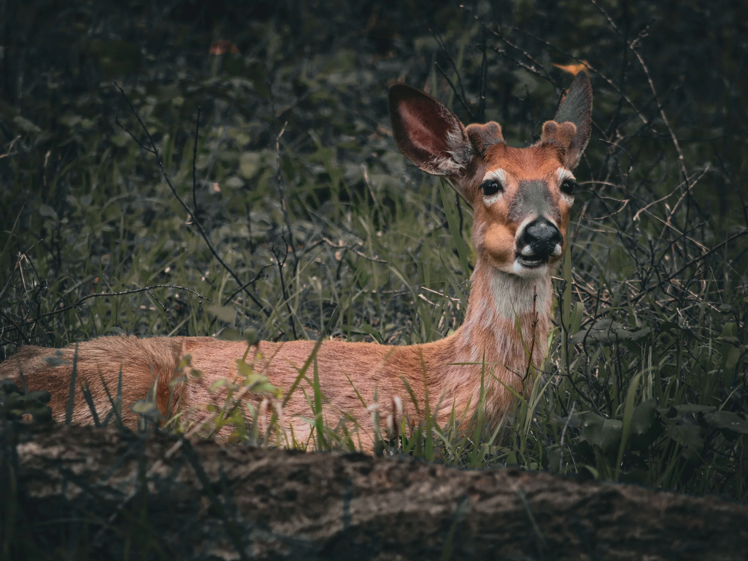 Deer resting in grass with small antlers in a forest setting.