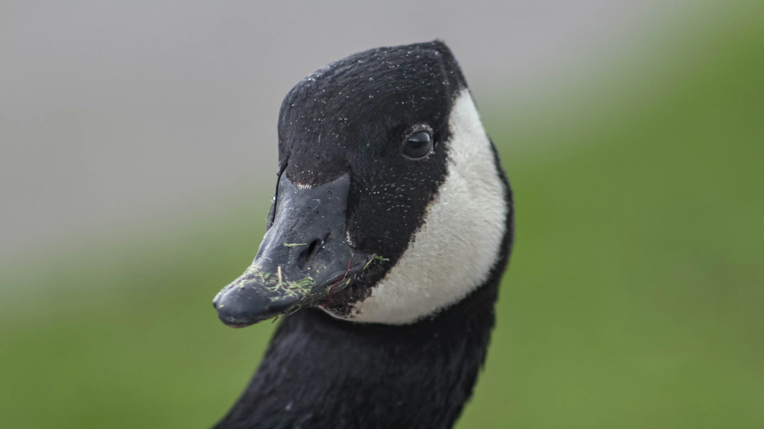 Close-up of a black and white swan's head with green grass and a blurred background.
