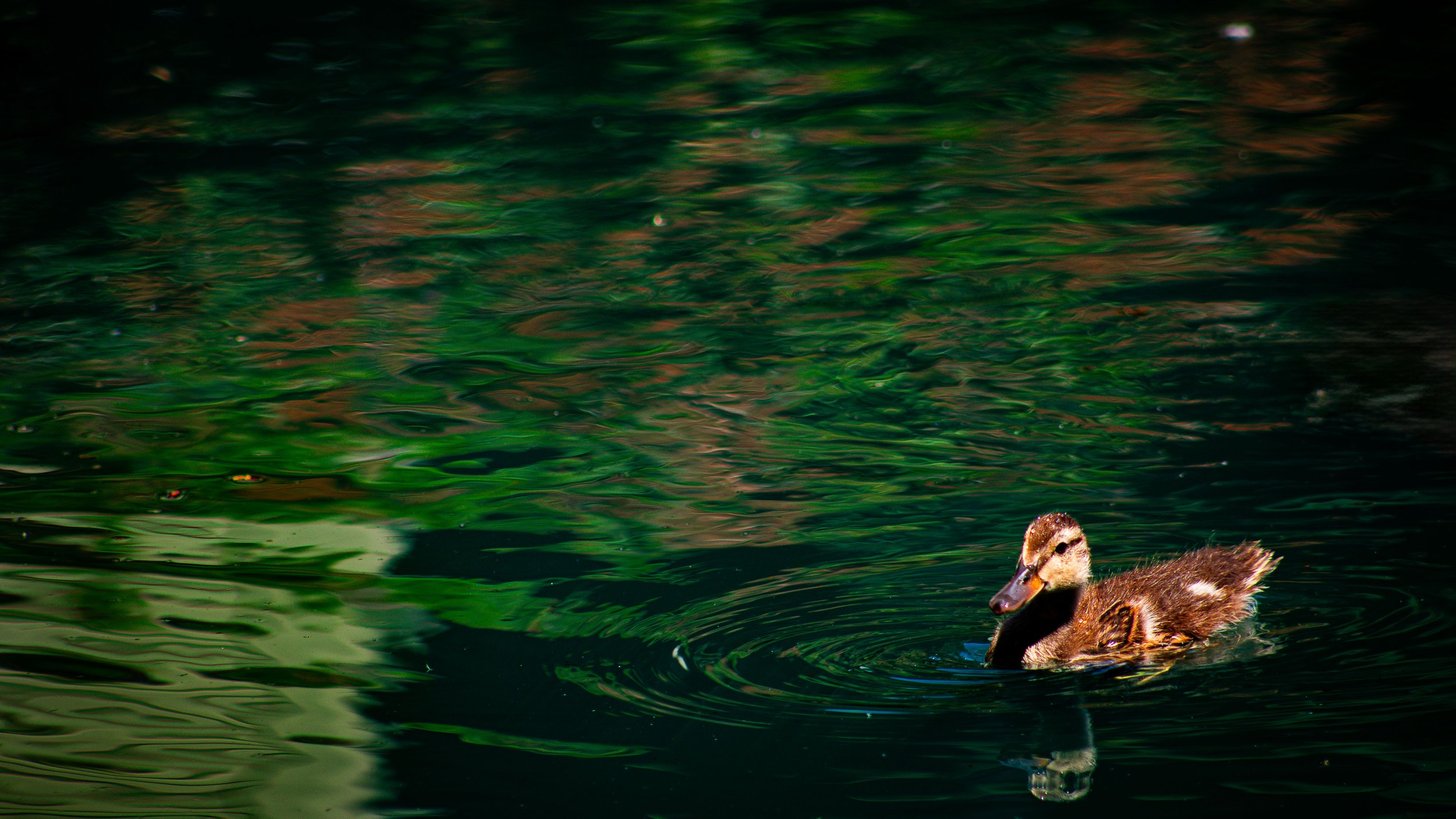 Close-up of a duckling swimming in dark green water, with the lower part of the duckling visible in the bottom right corner.
