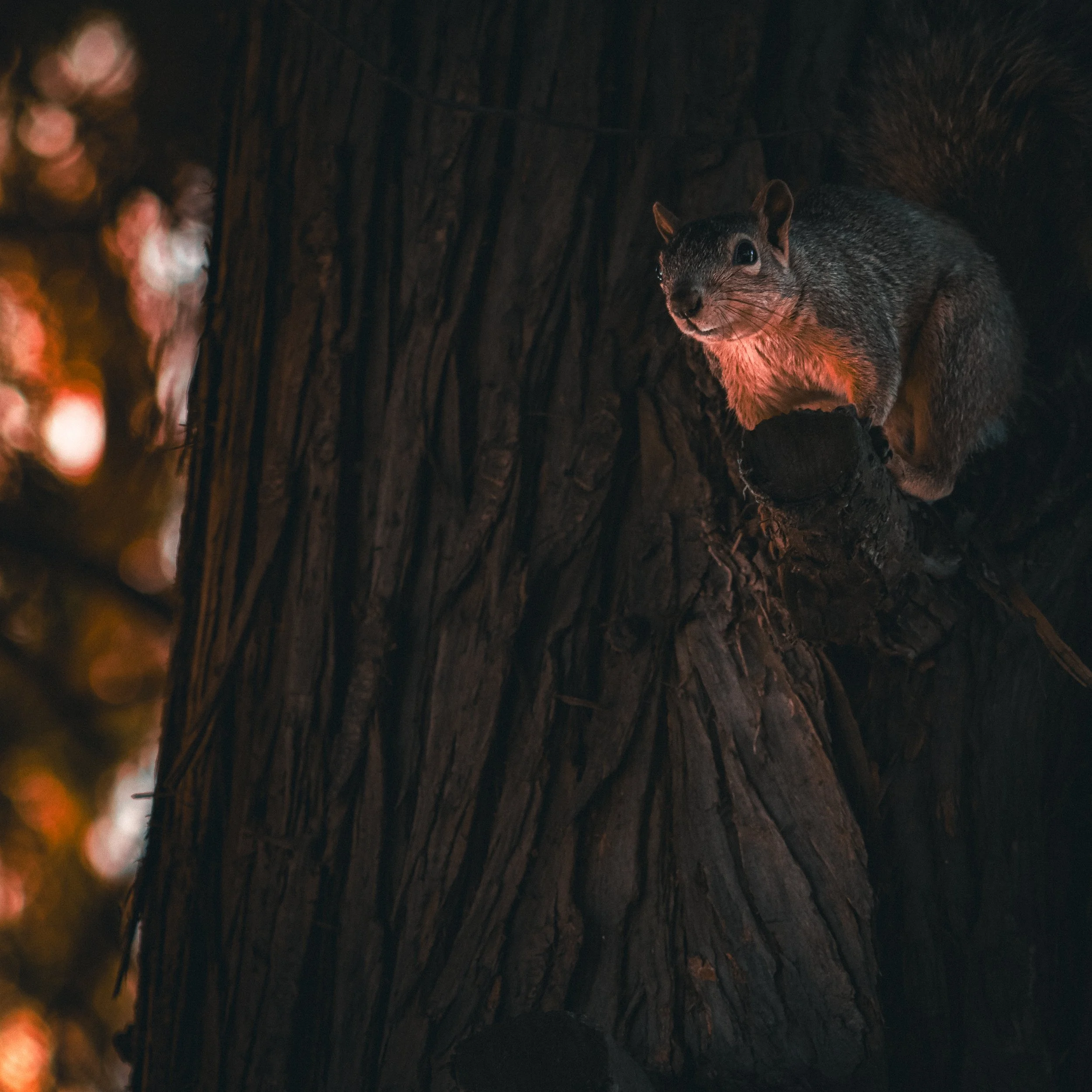 A close-up of a squirrel on a tree branch in a dark forest with soft orange lighting.
