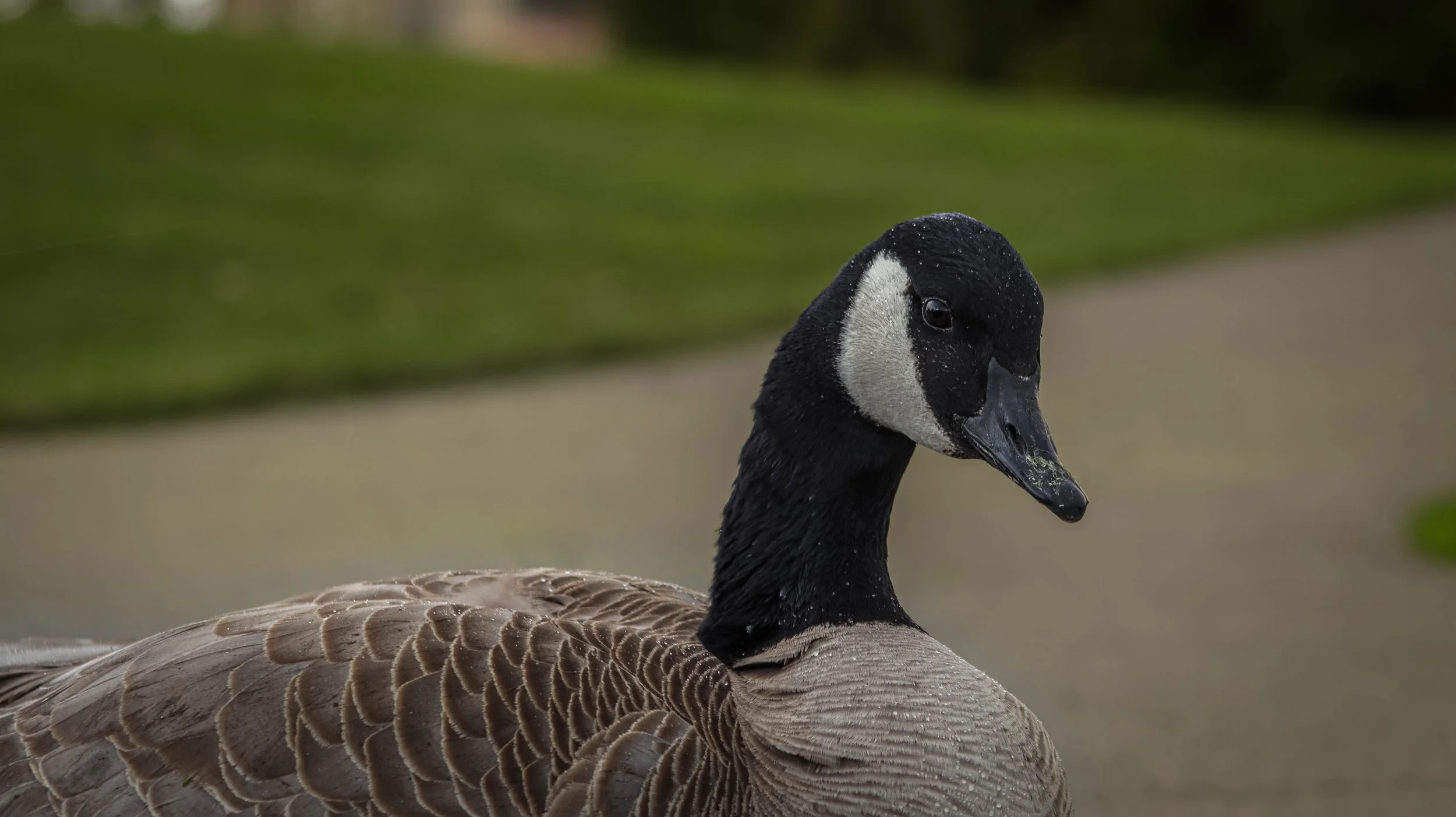 Close-up of a black and white Canada goose with water droplets on its head, standing on a body of water with a blurred green background.