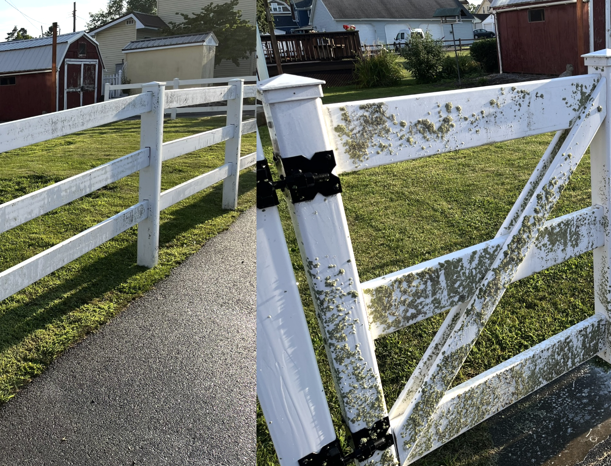 A white wooden fence with moss or algae growth, located along a sidewalk and in front of a grassy area with houses and sheds in the background.